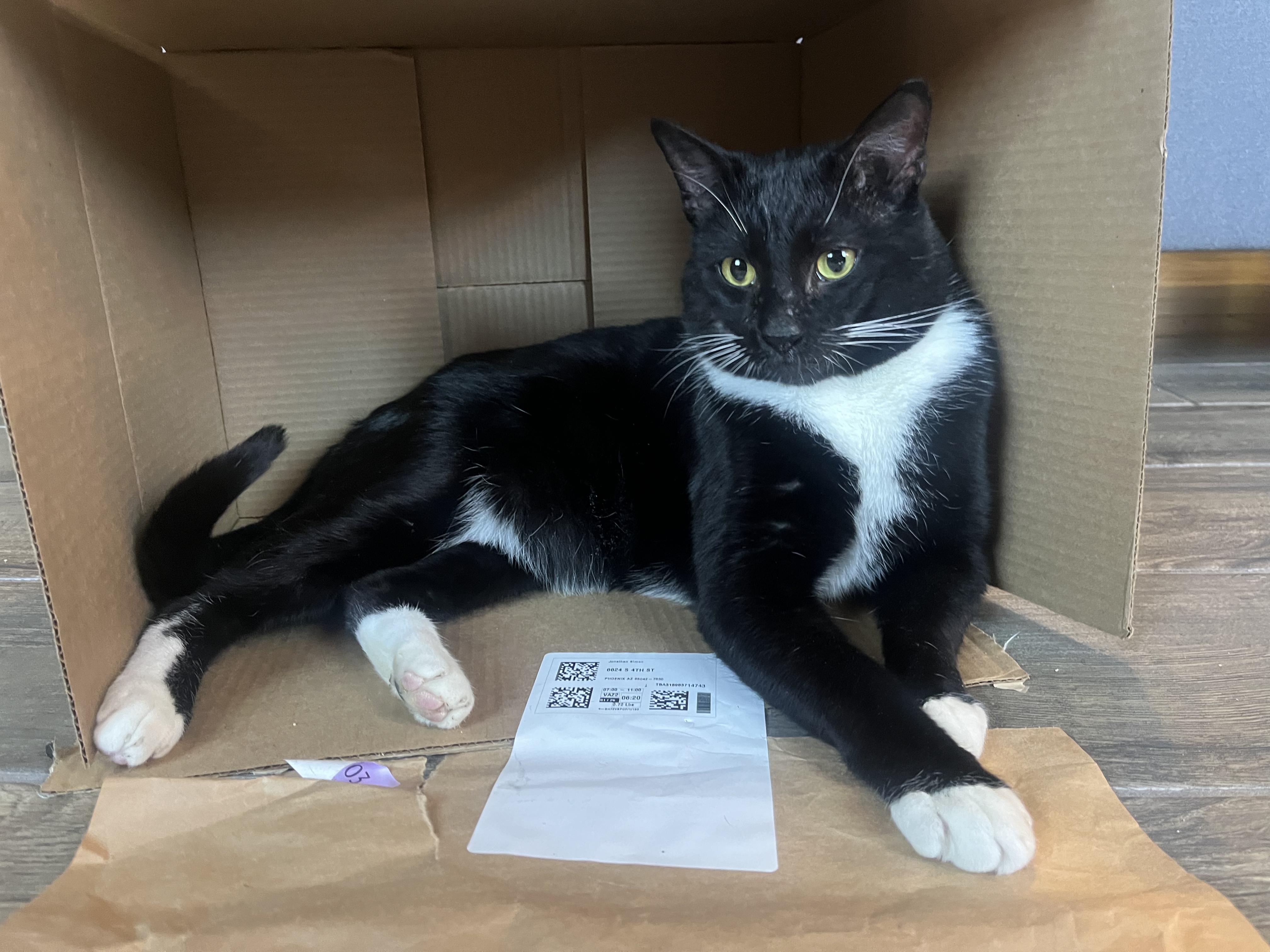 Rocky (FIV+), Adult Male unknown