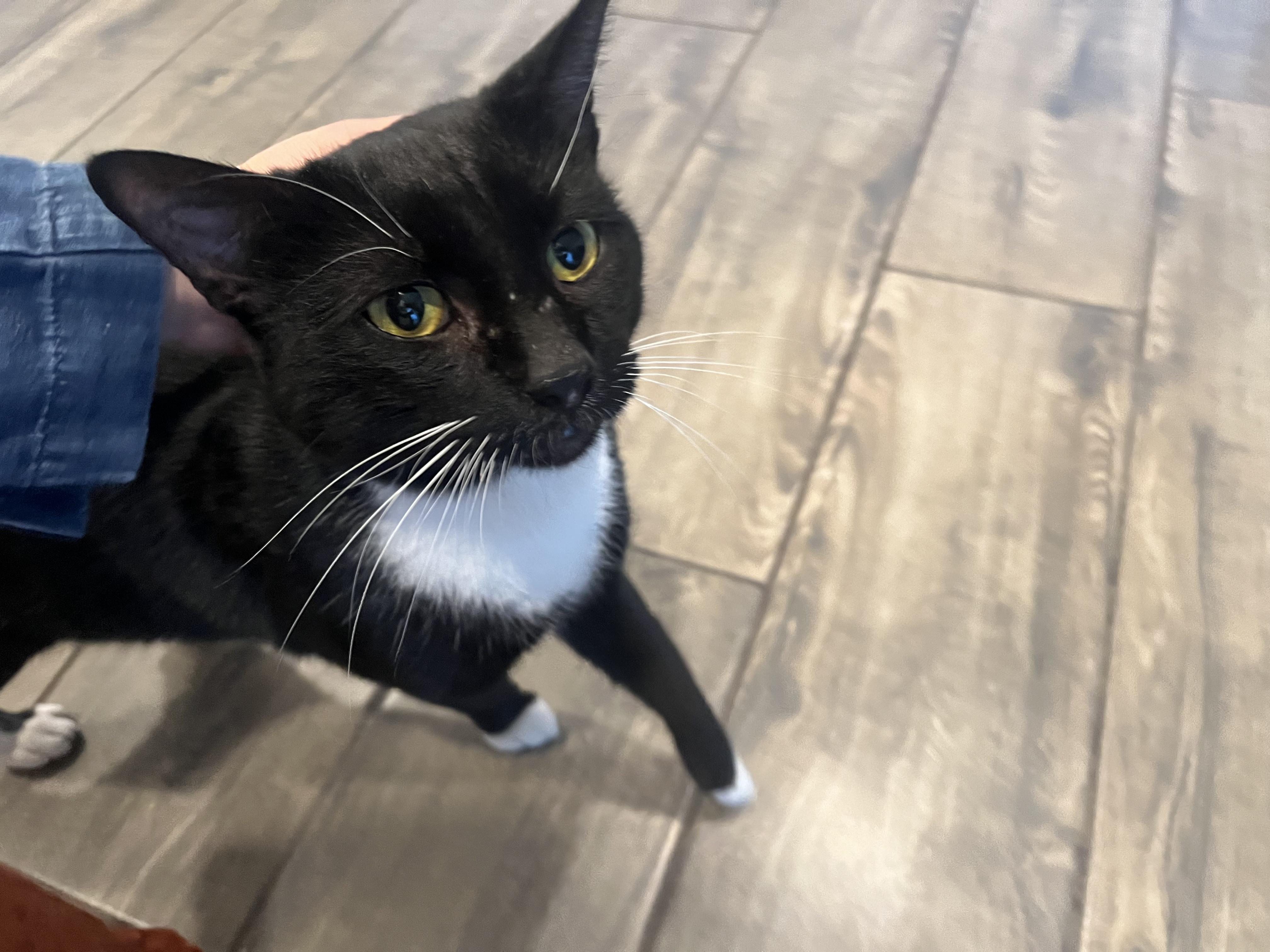 Dapper Dan (FIV+) photo 3