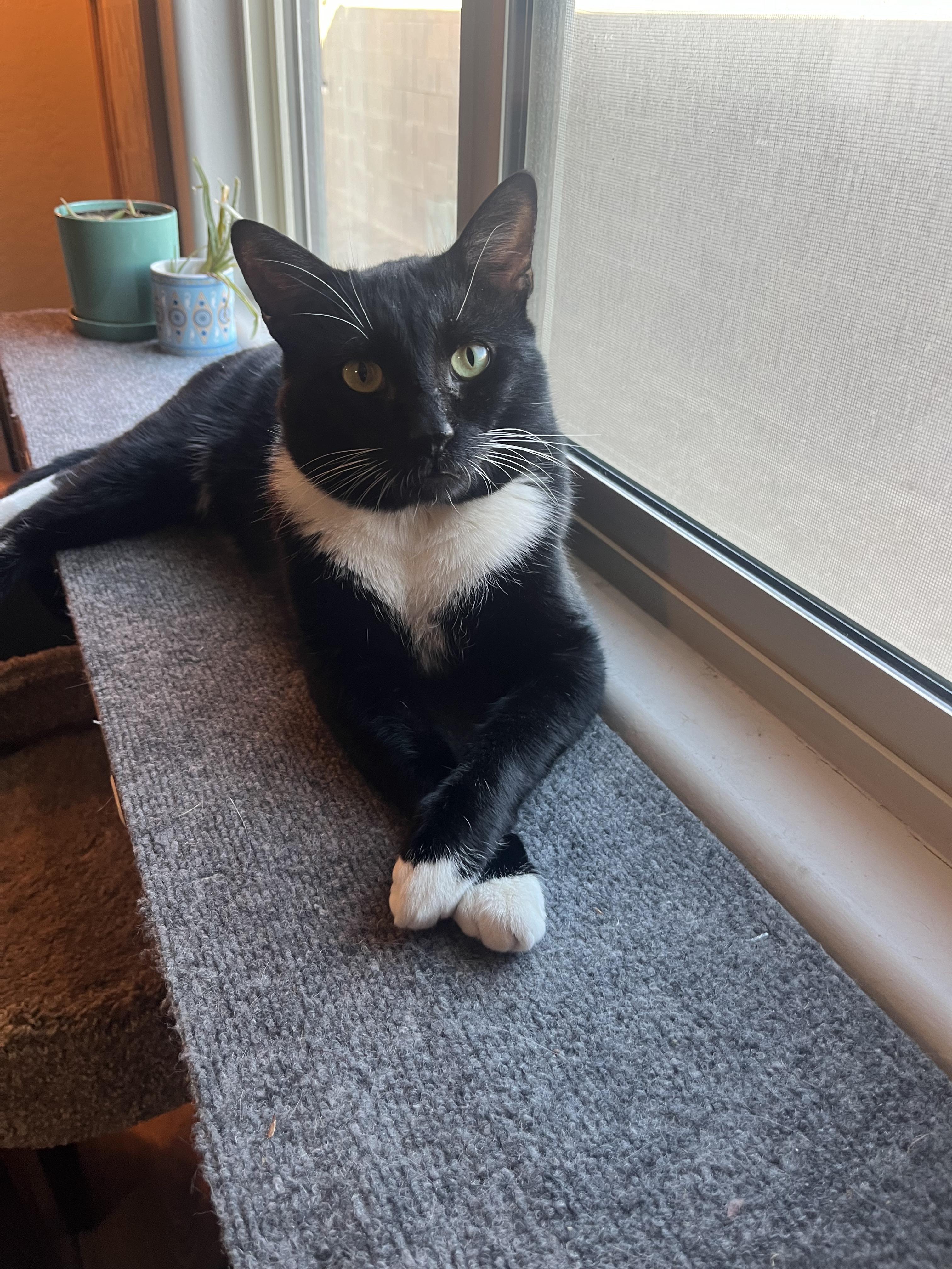 Dapper Dan (FIV+) photo 2