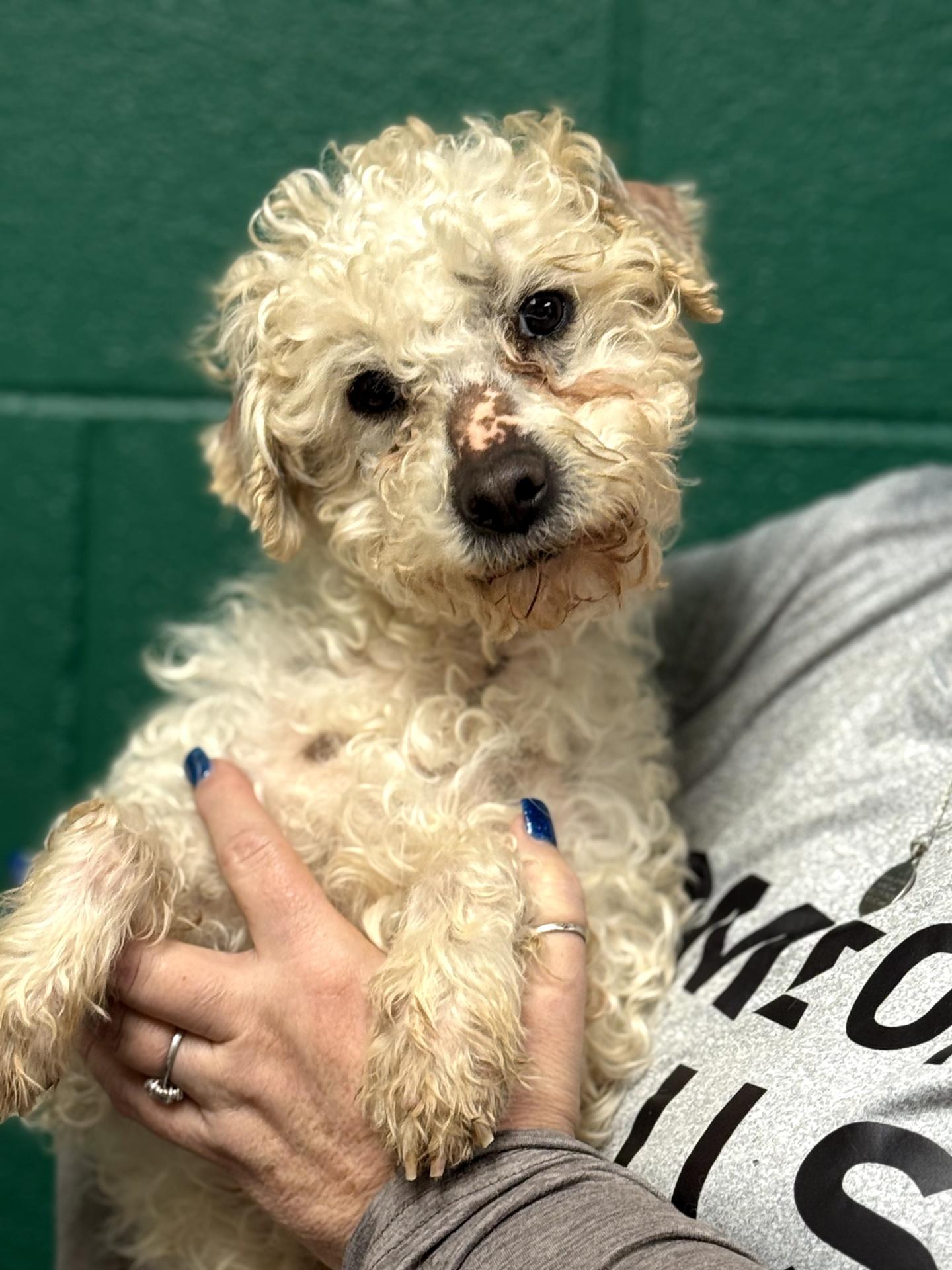 Enlarge Max, an adopted Poodle in Blue Springs, MO image 1/1