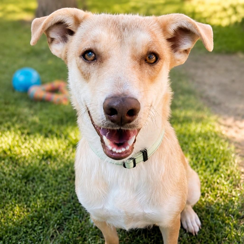 Honey Bun, Adoptable, Adult Female Labrador Retriever & Vizsla.