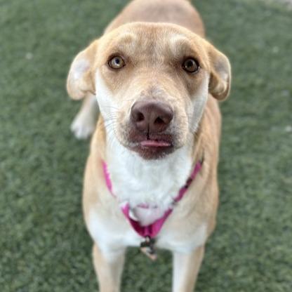 Enlarge Honey Bun, a Adoptable mixed breed in Fresno, CA image 2/6