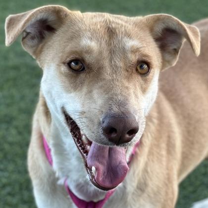 Enlarge Honey Bun, a Adoptable mixed breed in Fresno, CA image 3/6