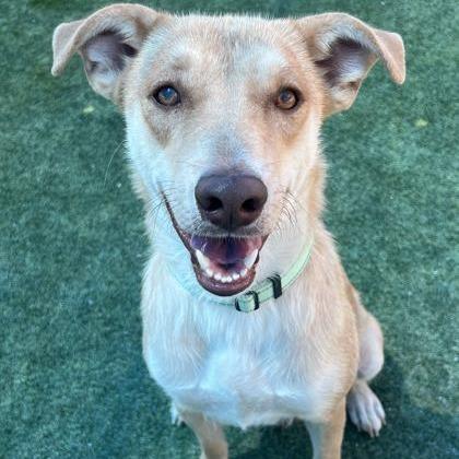 Enlarge Honey Bun, a Adoptable mixed breed in Fresno, CA image 4/6