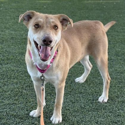Enlarge Honey Bun, a Adoptable mixed breed in Fresno, CA image 5/6