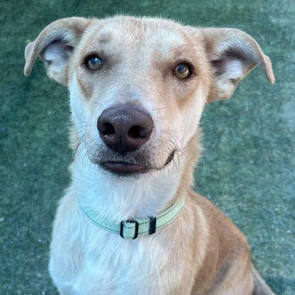 Enlarge Honey Bun, a Adoptable mixed breed in Fresno, CA image 6/6