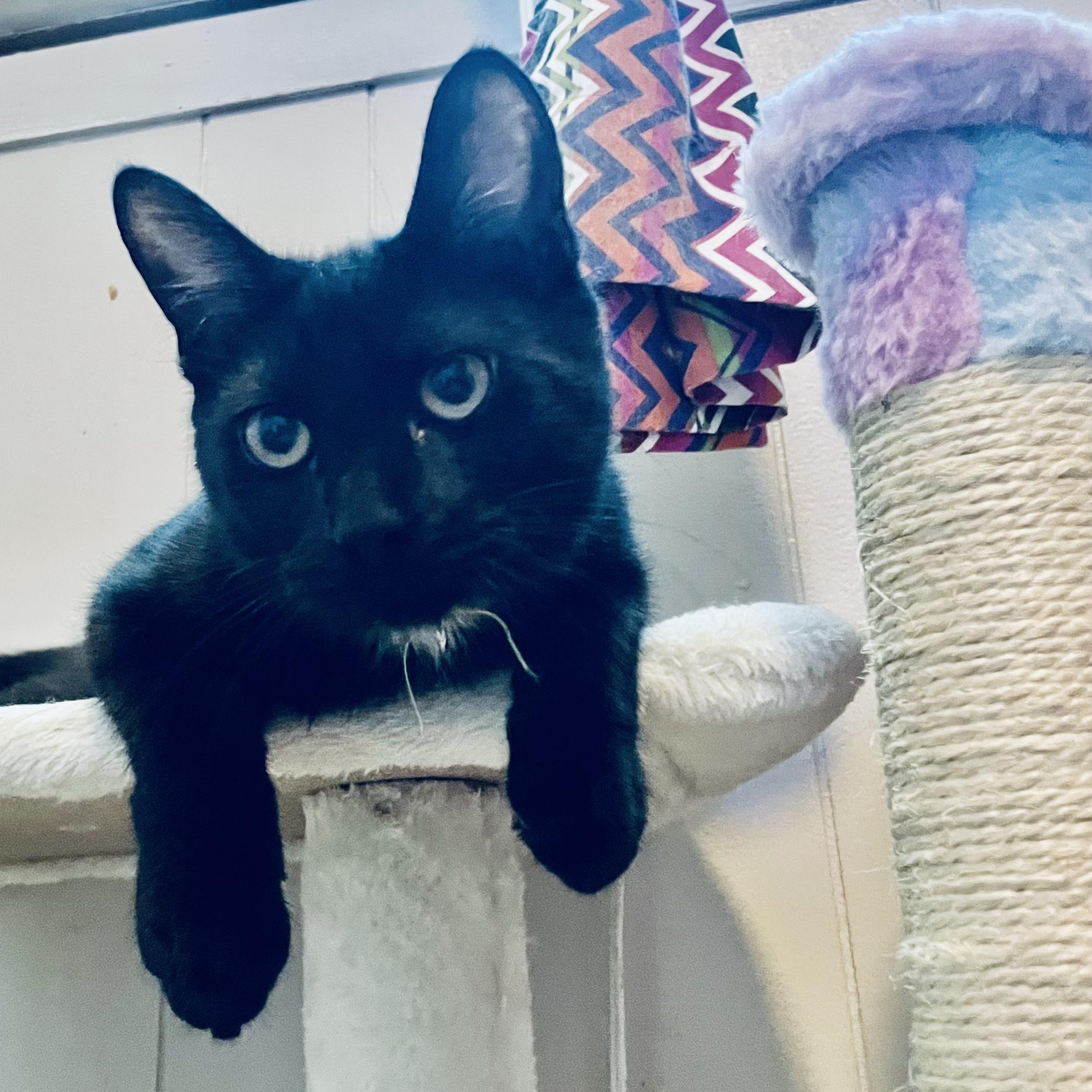 Nyla, a Adoptable Domestic Short Hair in Woodbridge, VA image 3/4