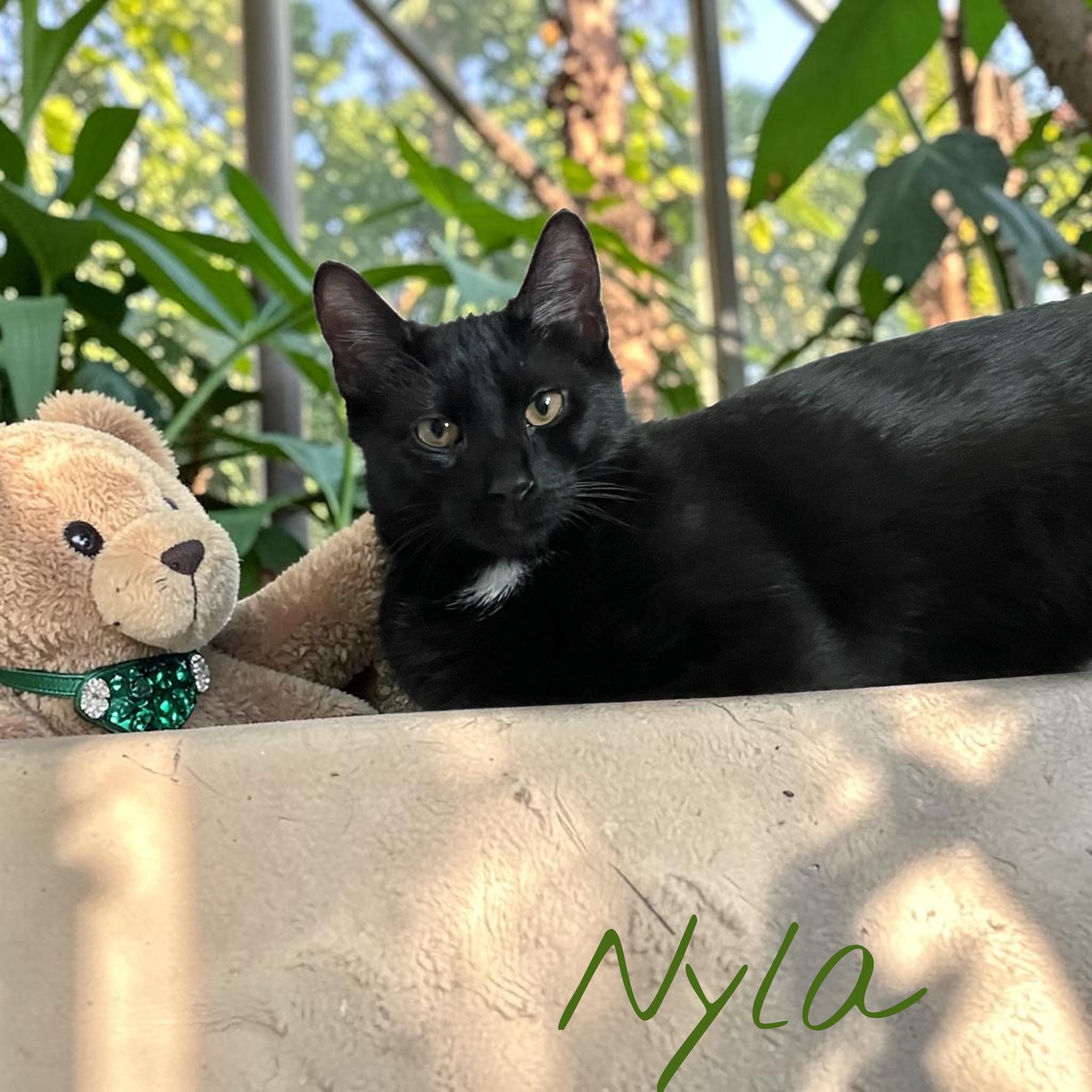 Nyla, Adoptable, Young Female Domestic Short Hair.