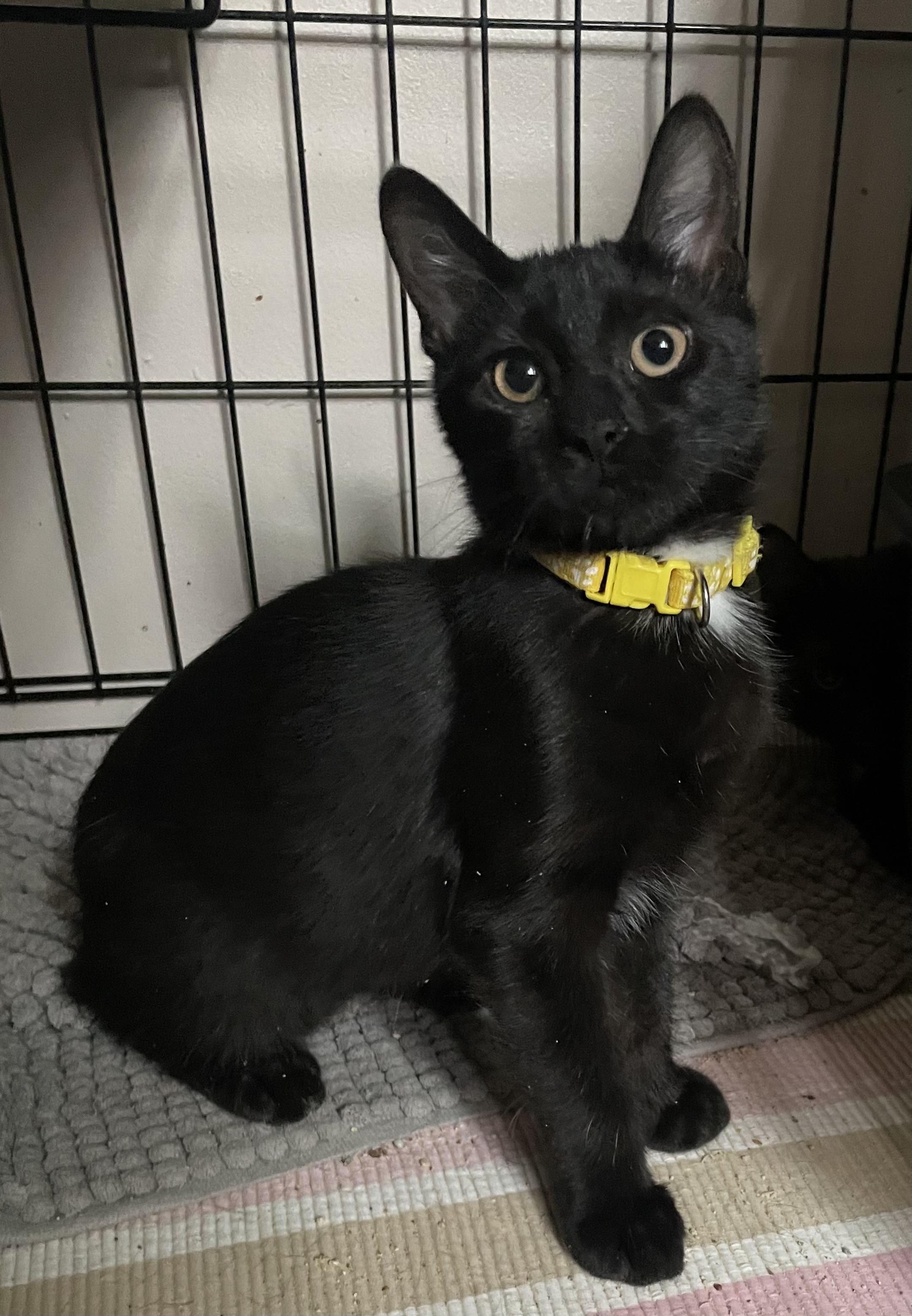 Nyla, a Adoptable Domestic Short Hair in Woodbridge, VA image 4/4