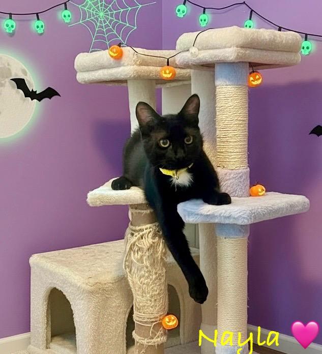 Nayla, Adoptable, Young Female Domestic Short Hair.