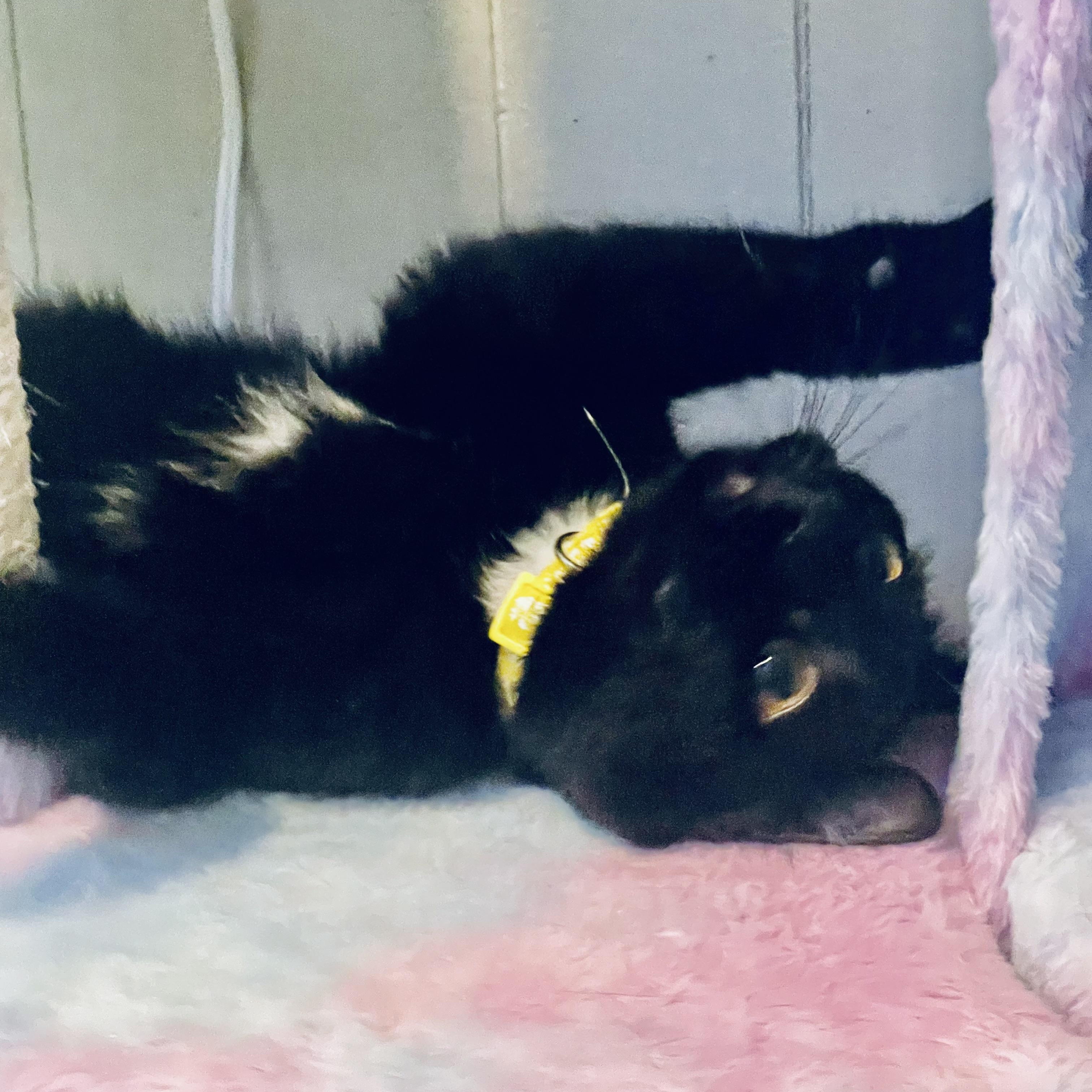 Nyla, a Adoptable Domestic Short Hair in Woodbridge, VA image 2/4