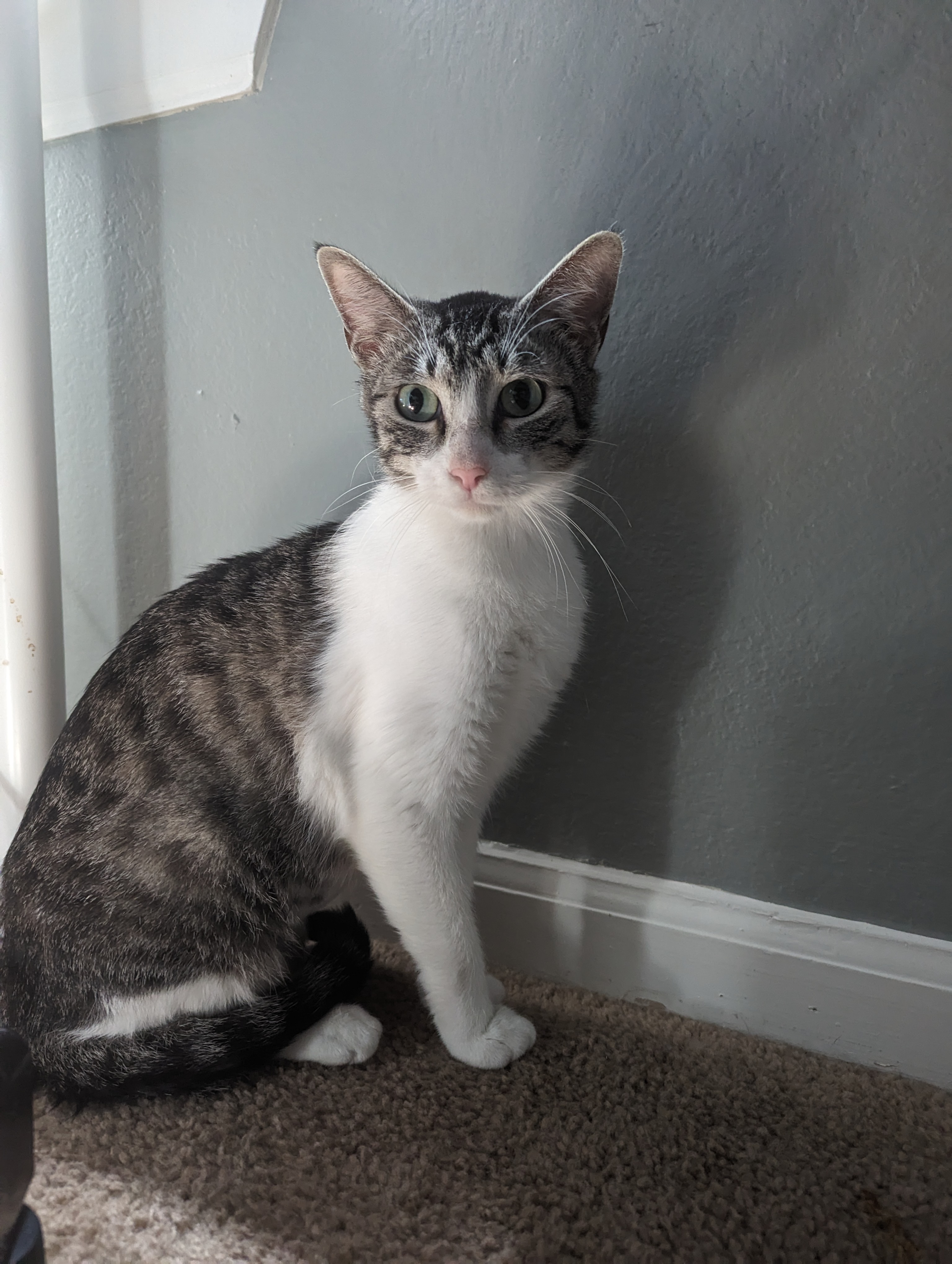 Marnie, Adoptable, Adult Female Domestic Short Hair.