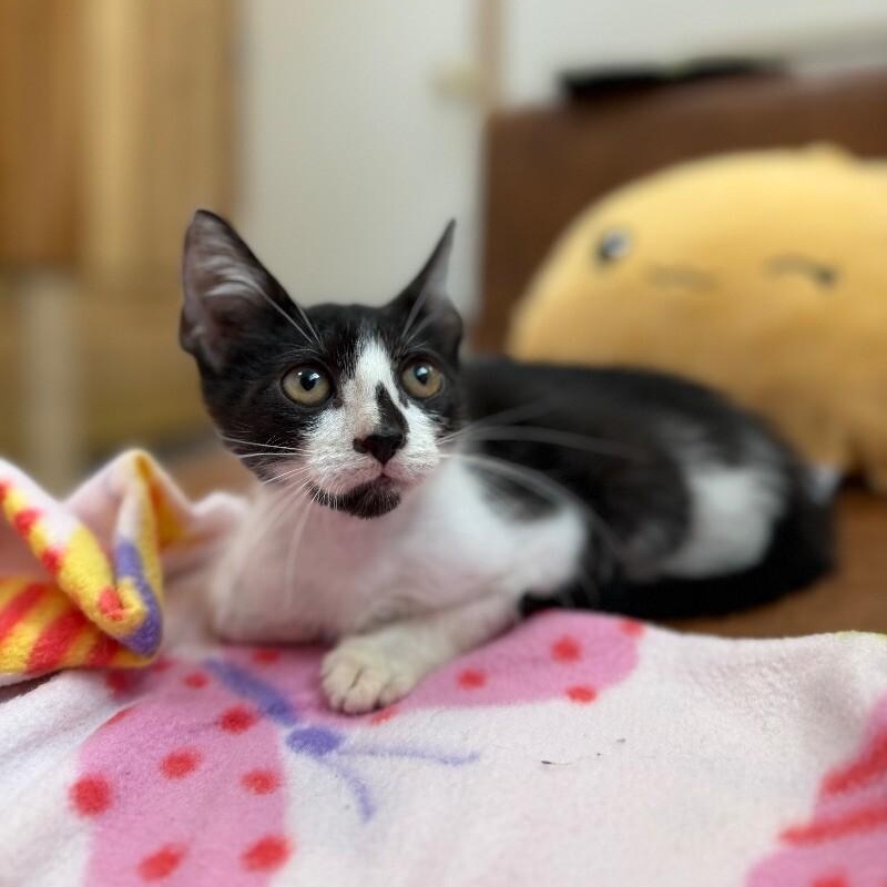 Ariel Harmison — thumbnail 2