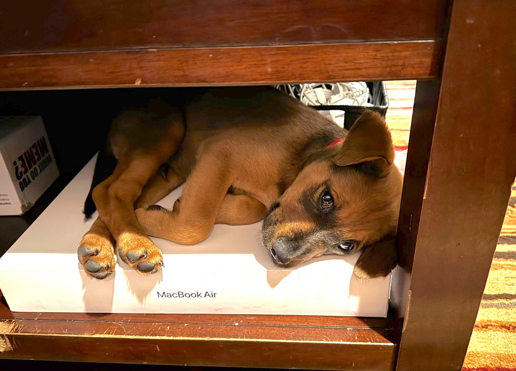 Salty Dog Litter_Rudder photo 2