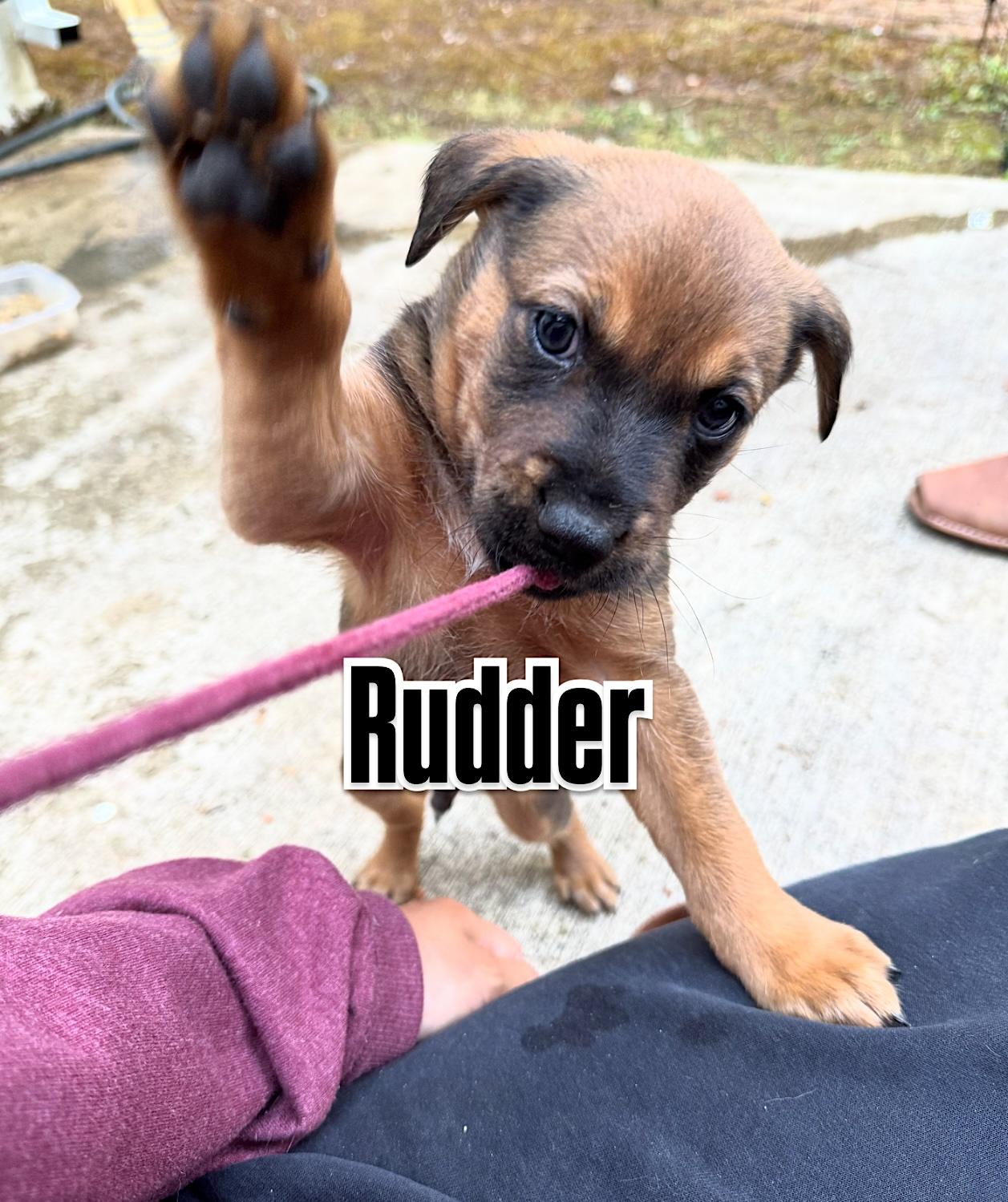 Salty Dog Litter_Rudder photo 6