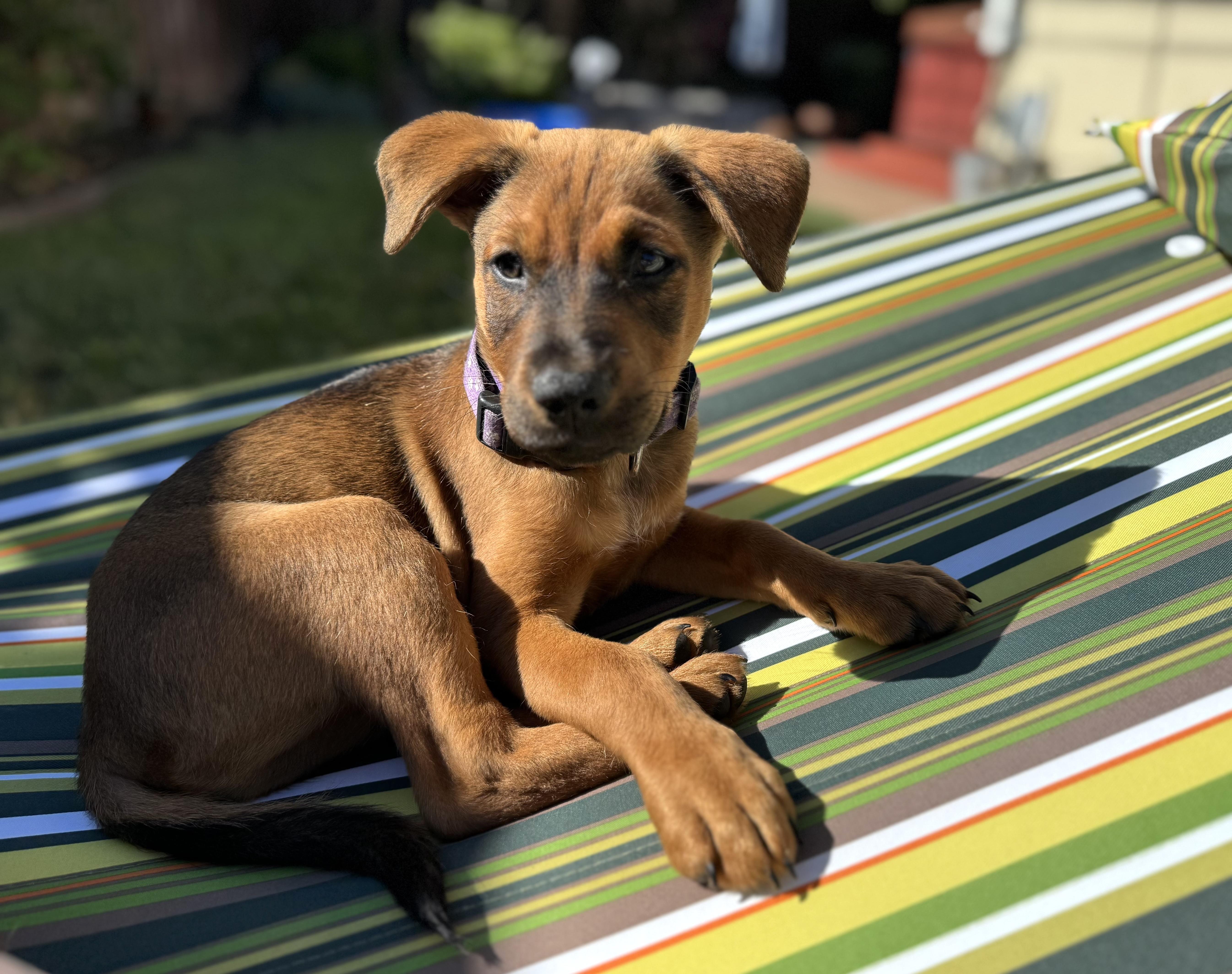 Salty Dog Litter_Rudder Terrier Dog