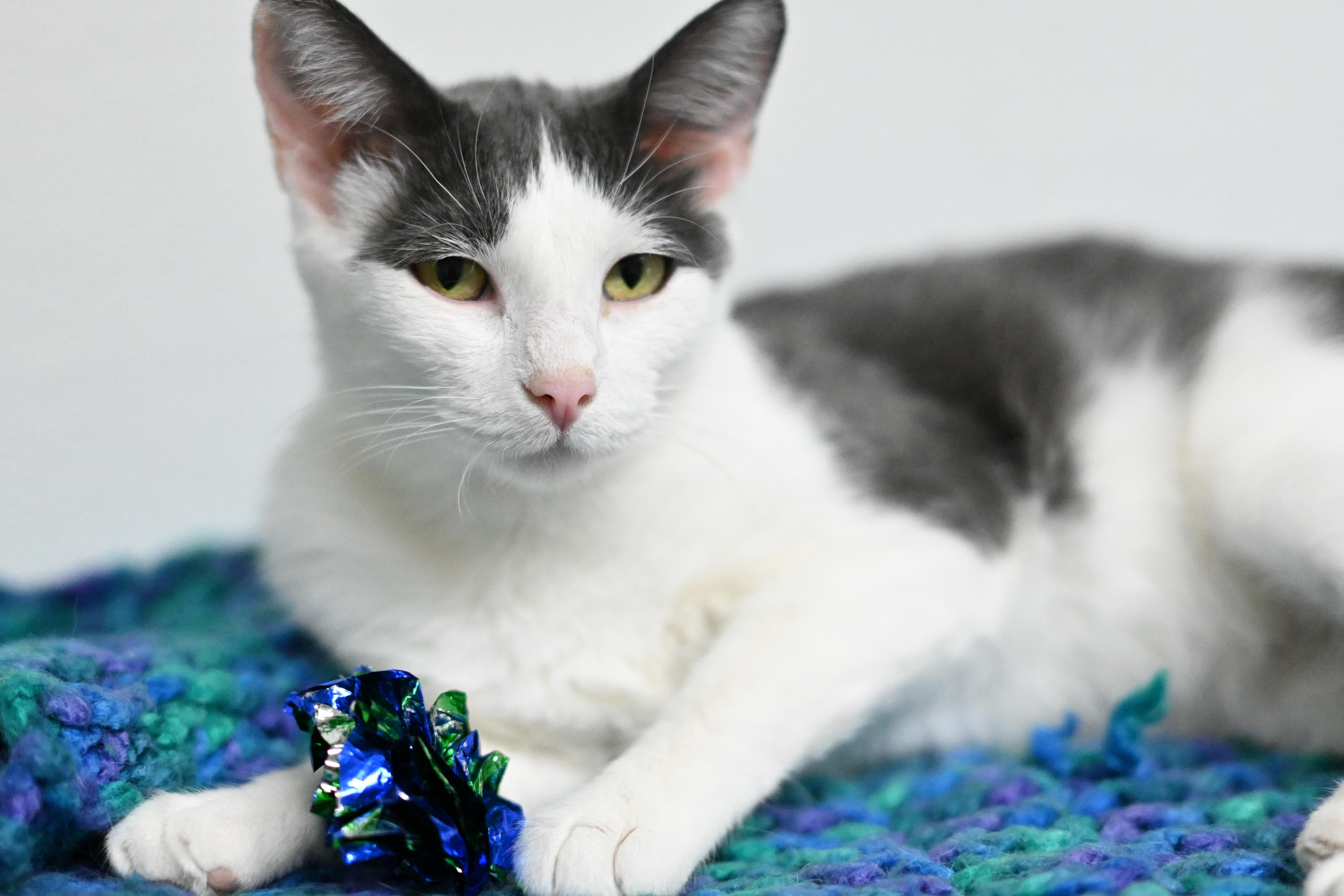 Pet Image