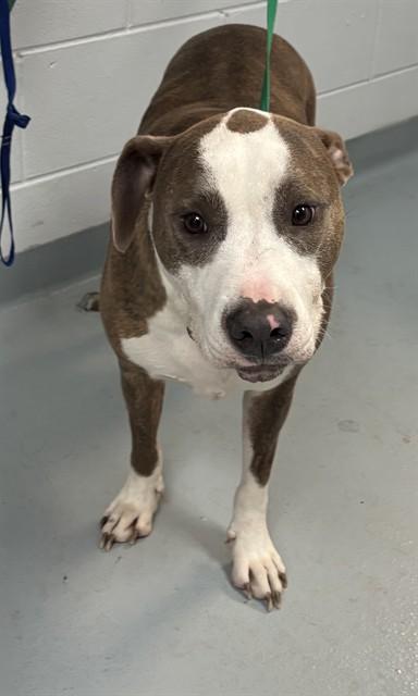 THELMA, Adoptable, Adult Female Pit Bull Terrier.