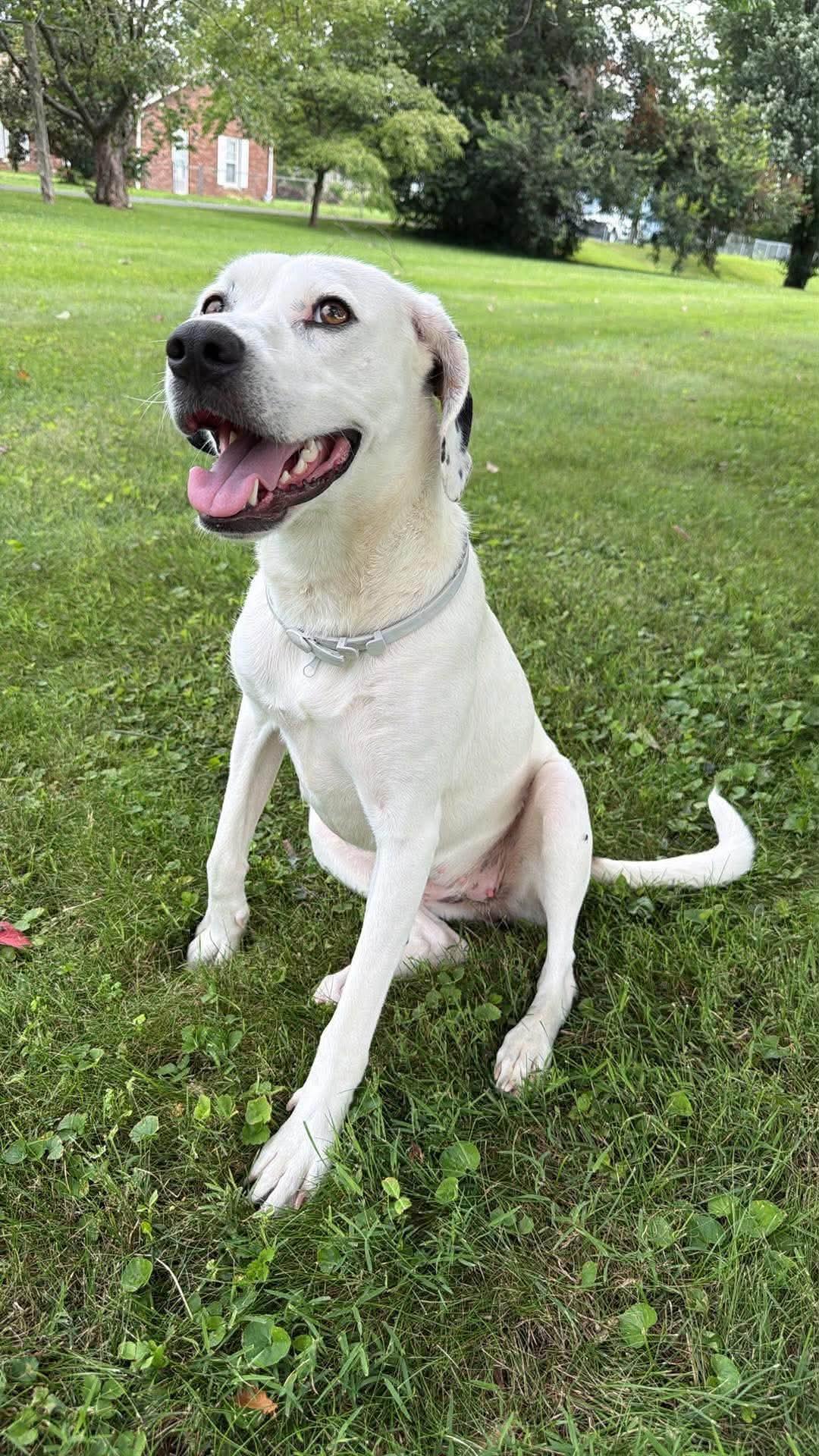 Cricket *foster home or foster-to-adopt*, a Adoptable mixed breed in Crystal, MN image 1/3