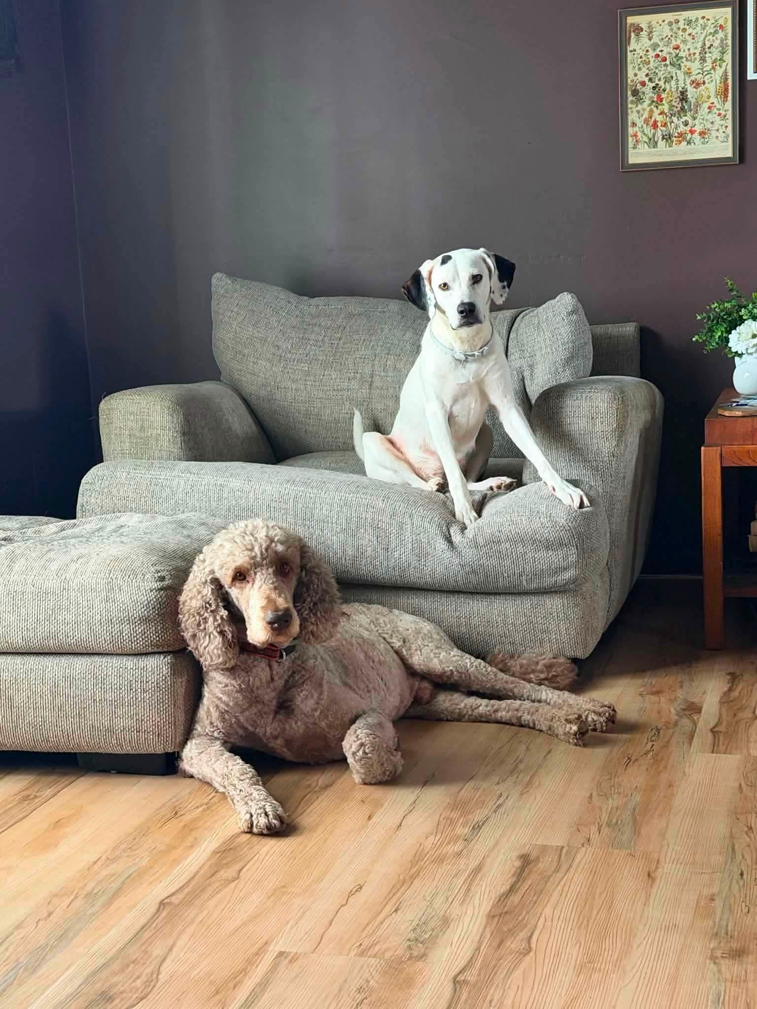 Cricket *foster home or foster-to-adopt*, a Adoptable mixed breed in Crystal, MN image 2/3