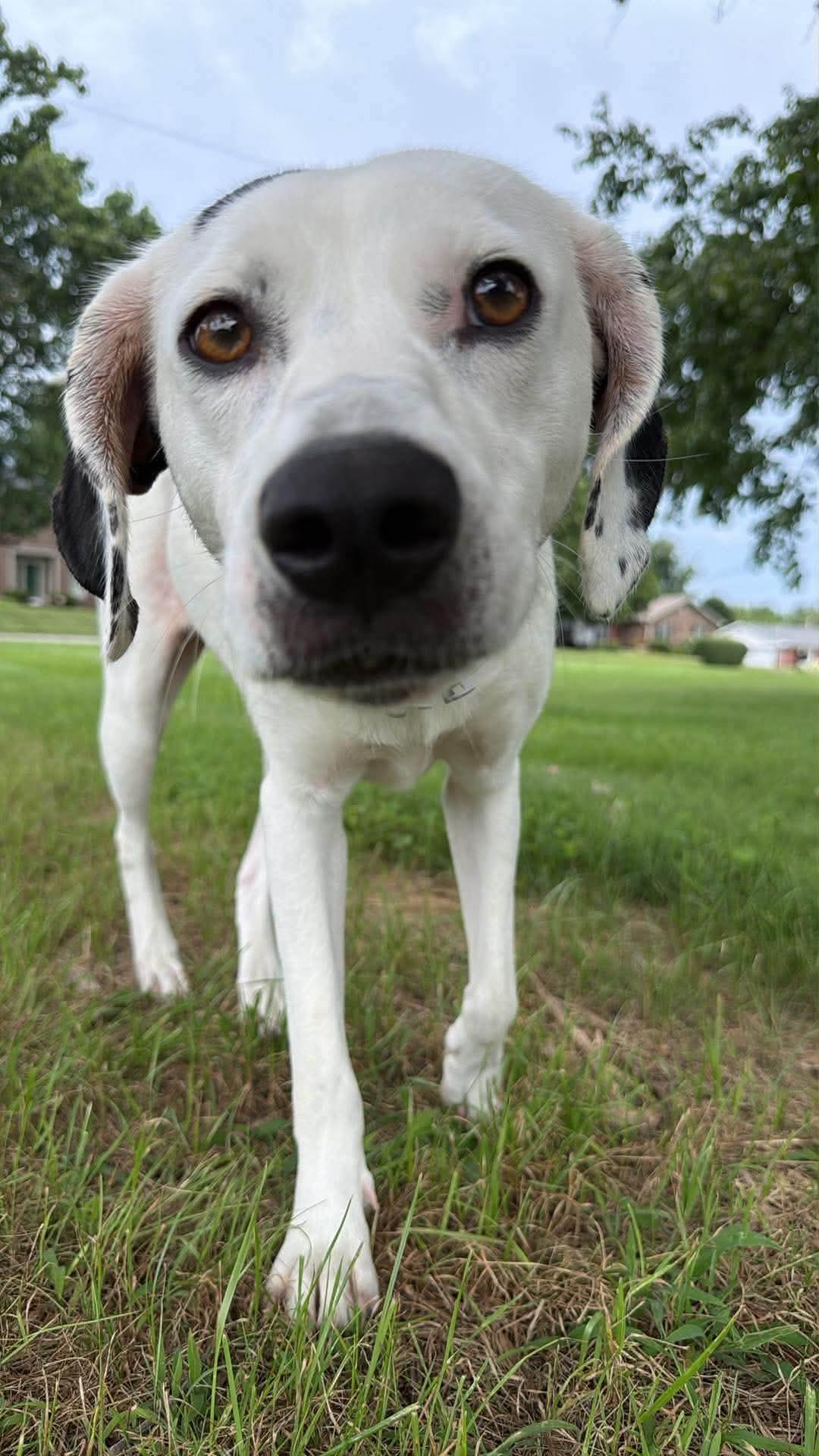 Cricket *foster home or foster-to-adopt*, a Adoptable mixed breed in Crystal, MN image 3/3