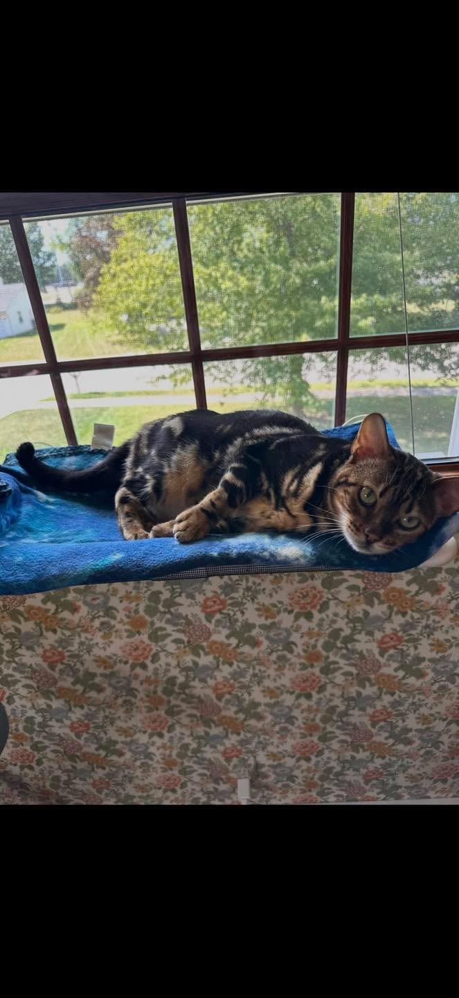 Enlarge Ophelia - IN , a ADOPTABLE Bengal in Fort Wayne, IN image 5/6