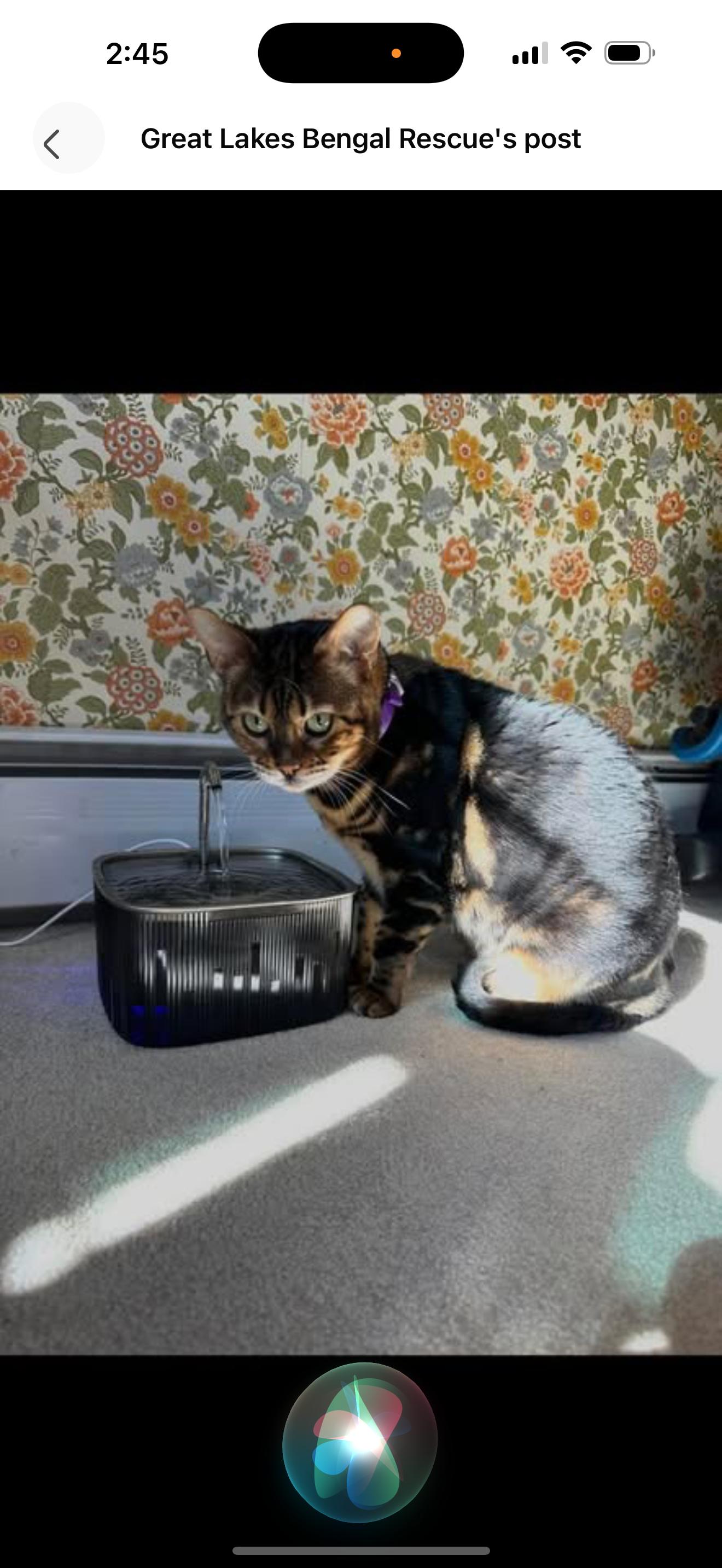 Enlarge Ophelia - IN , a ADOPTABLE Bengal in Fort Wayne, IN image 3/6