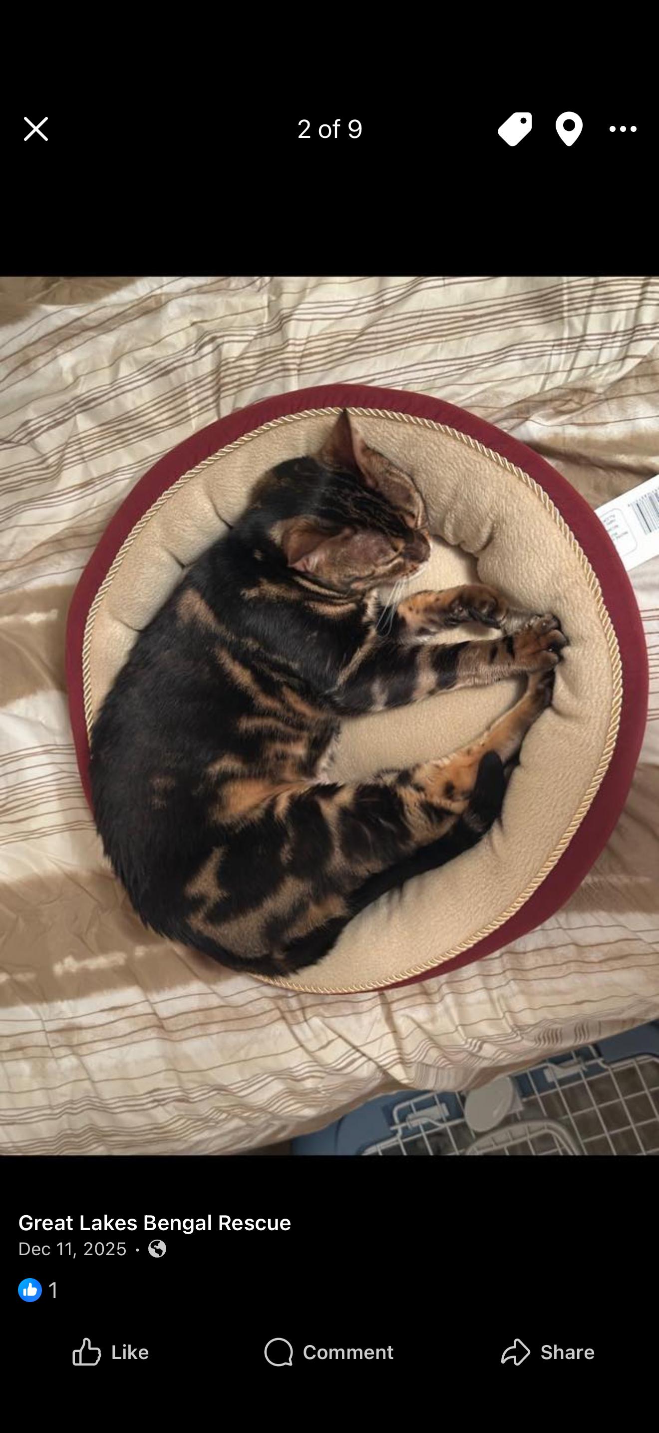 Enlarge Ophelia - IN , a ADOPTABLE Bengal in Fort Wayne, IN image 4/6