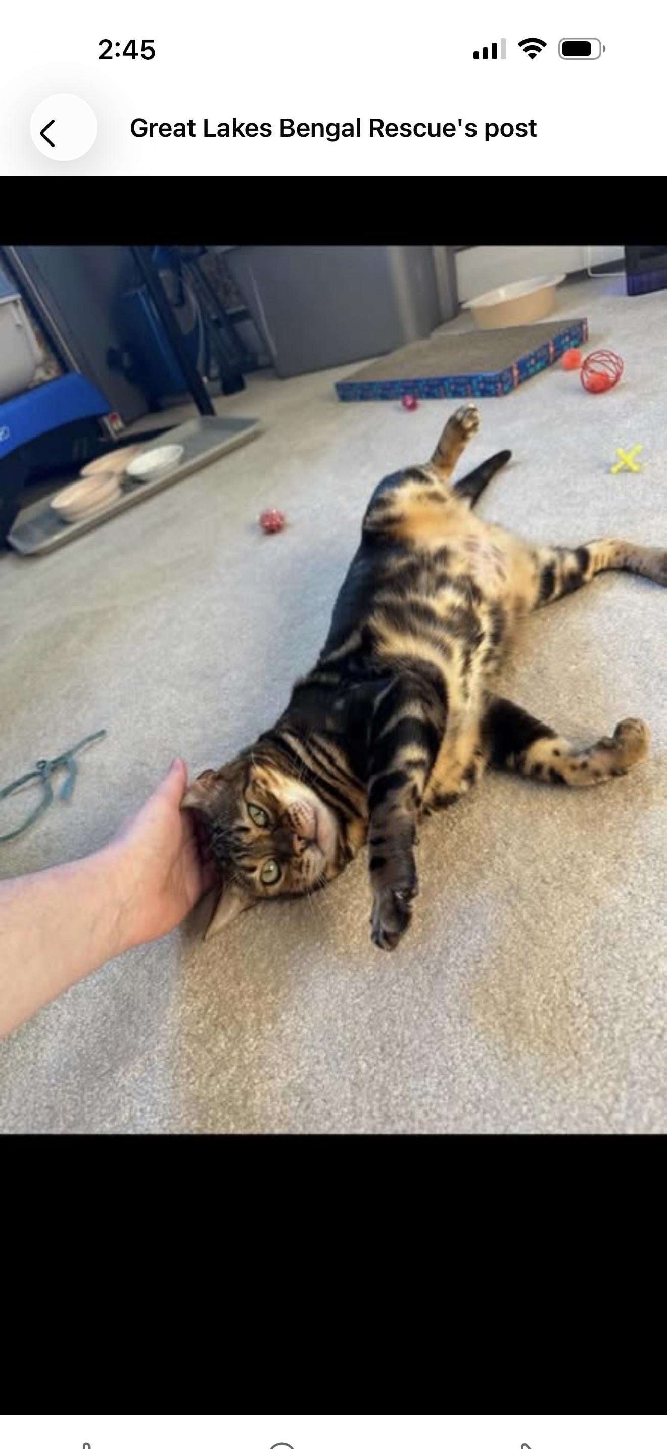 Enlarge Ophelia - IN , a ADOPTABLE Bengal in Fort Wayne, IN image 2/6