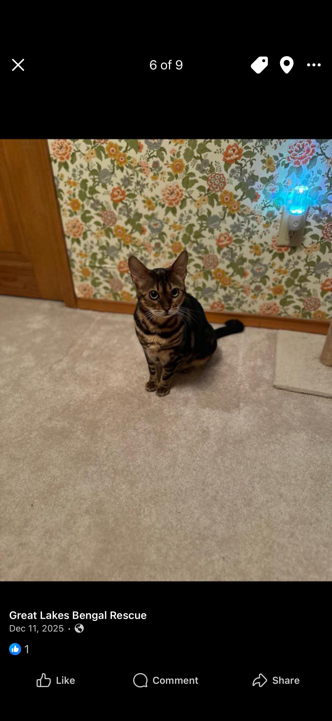 Enlarge Ophelia - IN , a ADOPTABLE Bengal in Fort Wayne, IN image 1/6