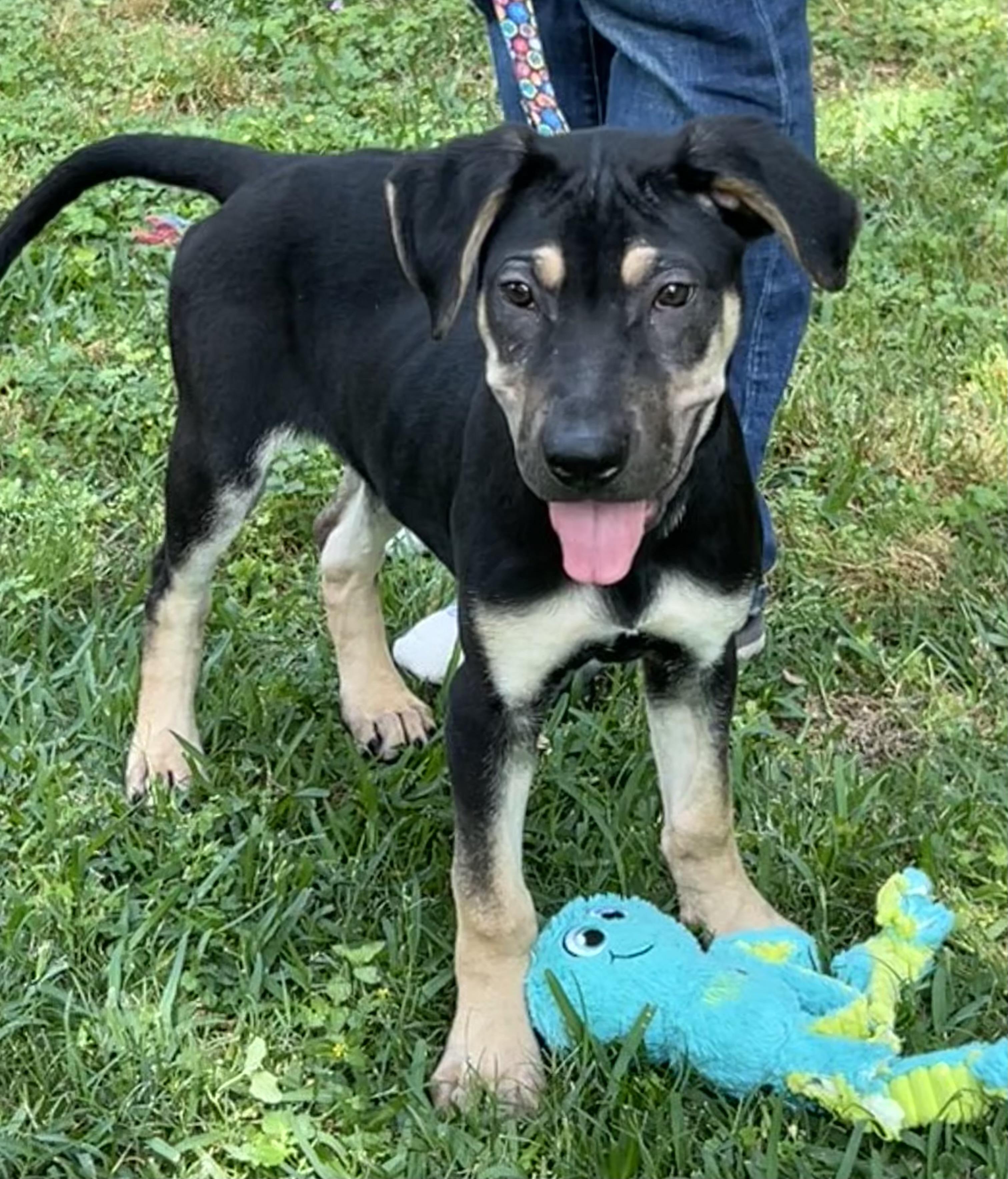 Teddy, a Adoptable mixed breed in Ann Arbor, MI image 5/5