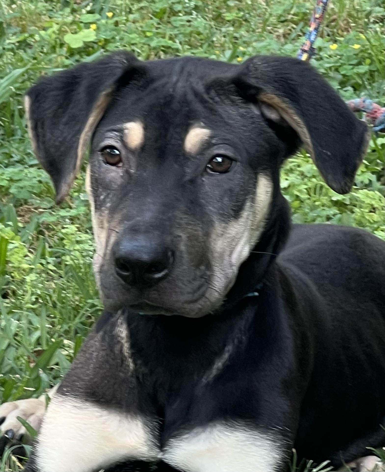 Teddy, a Adoptable mixed breed in Ann Arbor, MI image 4/5