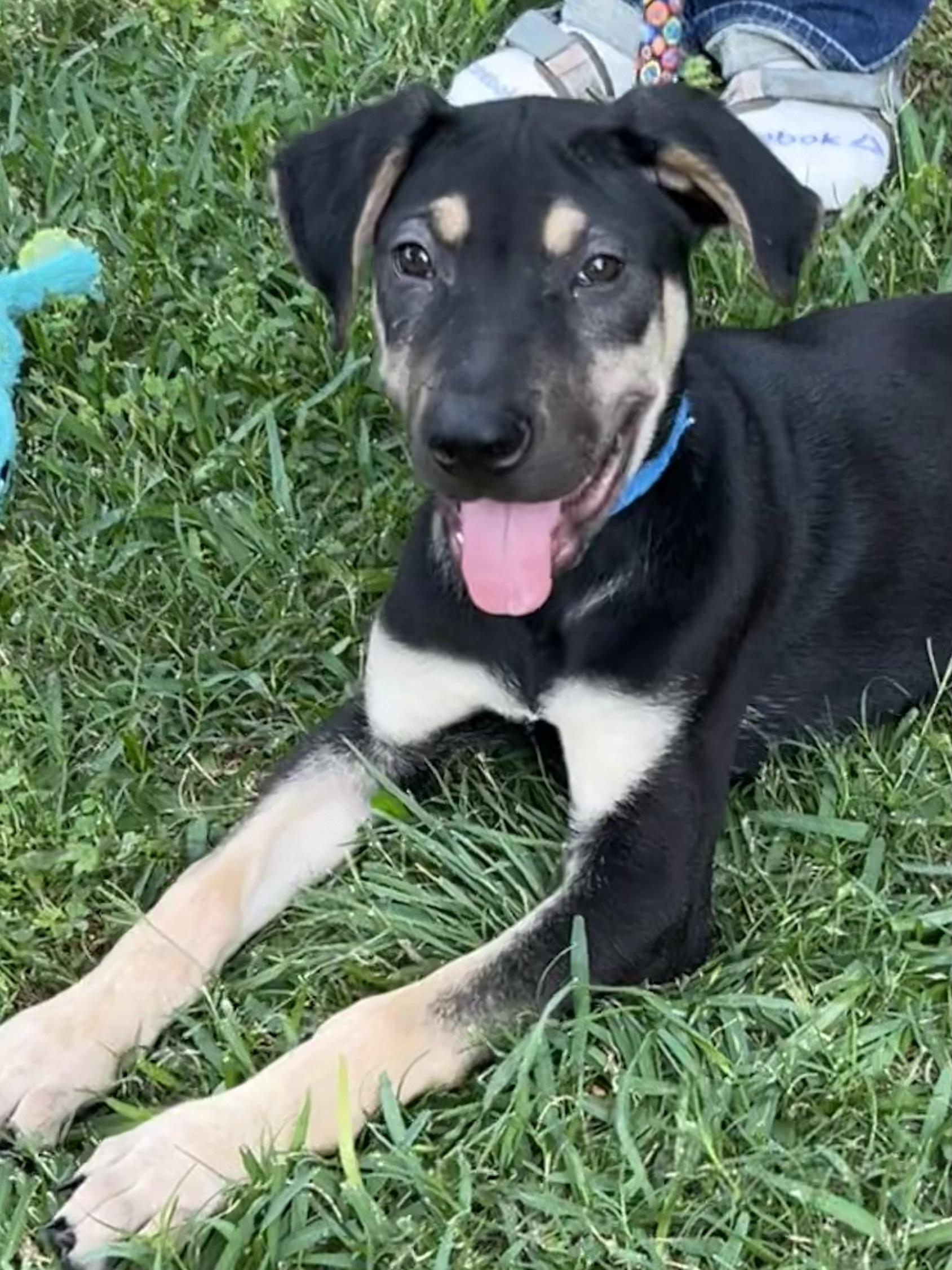 Teddy, a Adoptable mixed breed in Ann Arbor, MI image 3/5