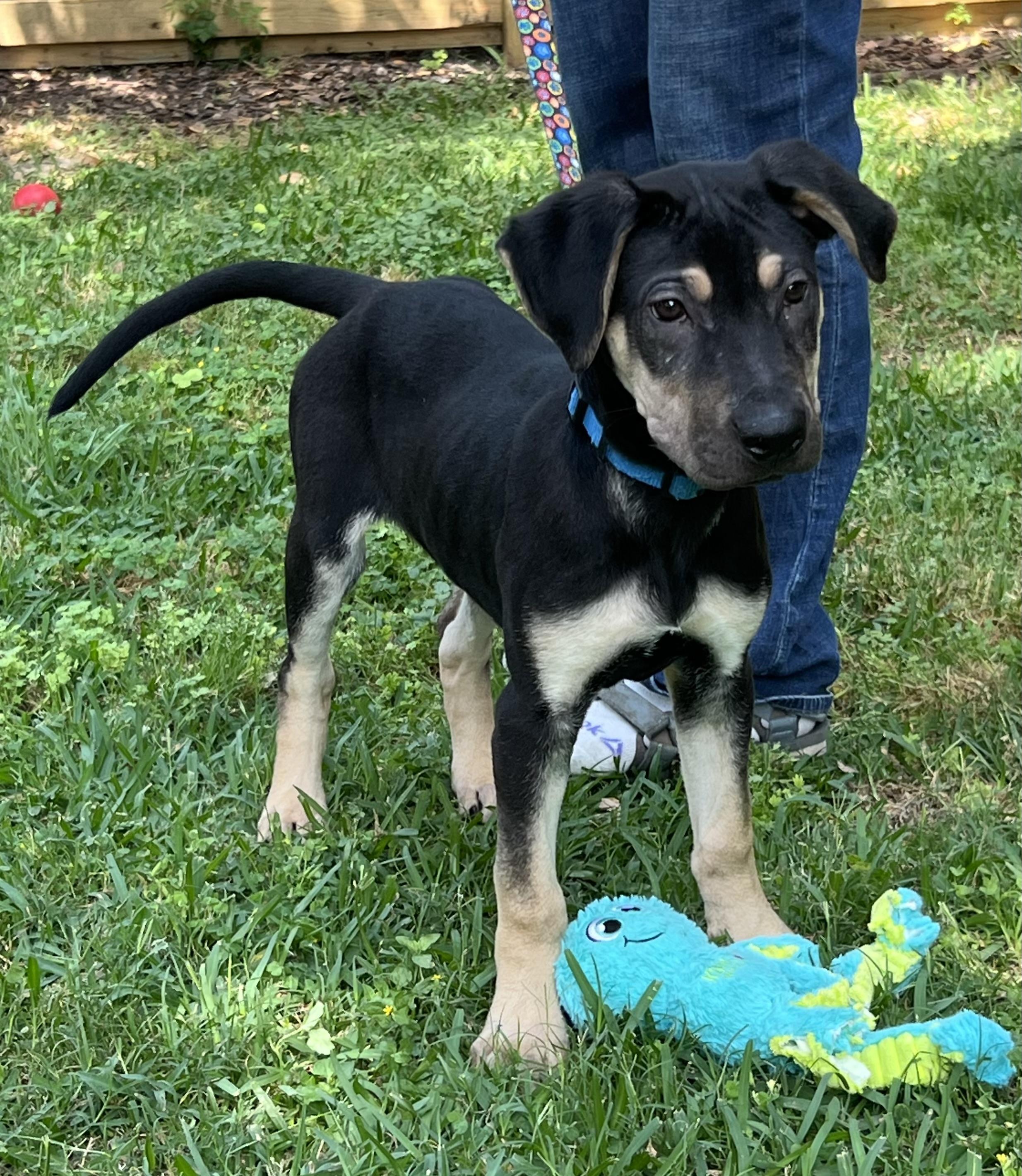 Teddy, a Adoptable mixed breed in Ann Arbor, MI image 2/5