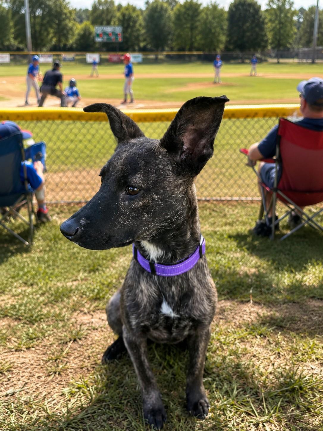 Enlarge Harper , an adoptable mixed breed in Poway, CA image 4/4