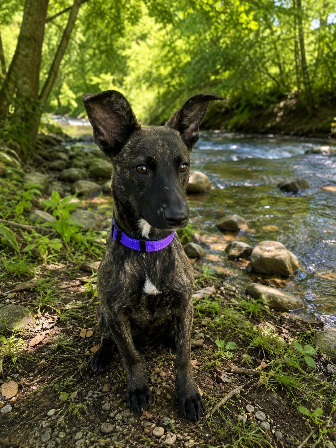 Enlarge Harper , an adoptable mixed breed in Poway, CA image 3/4