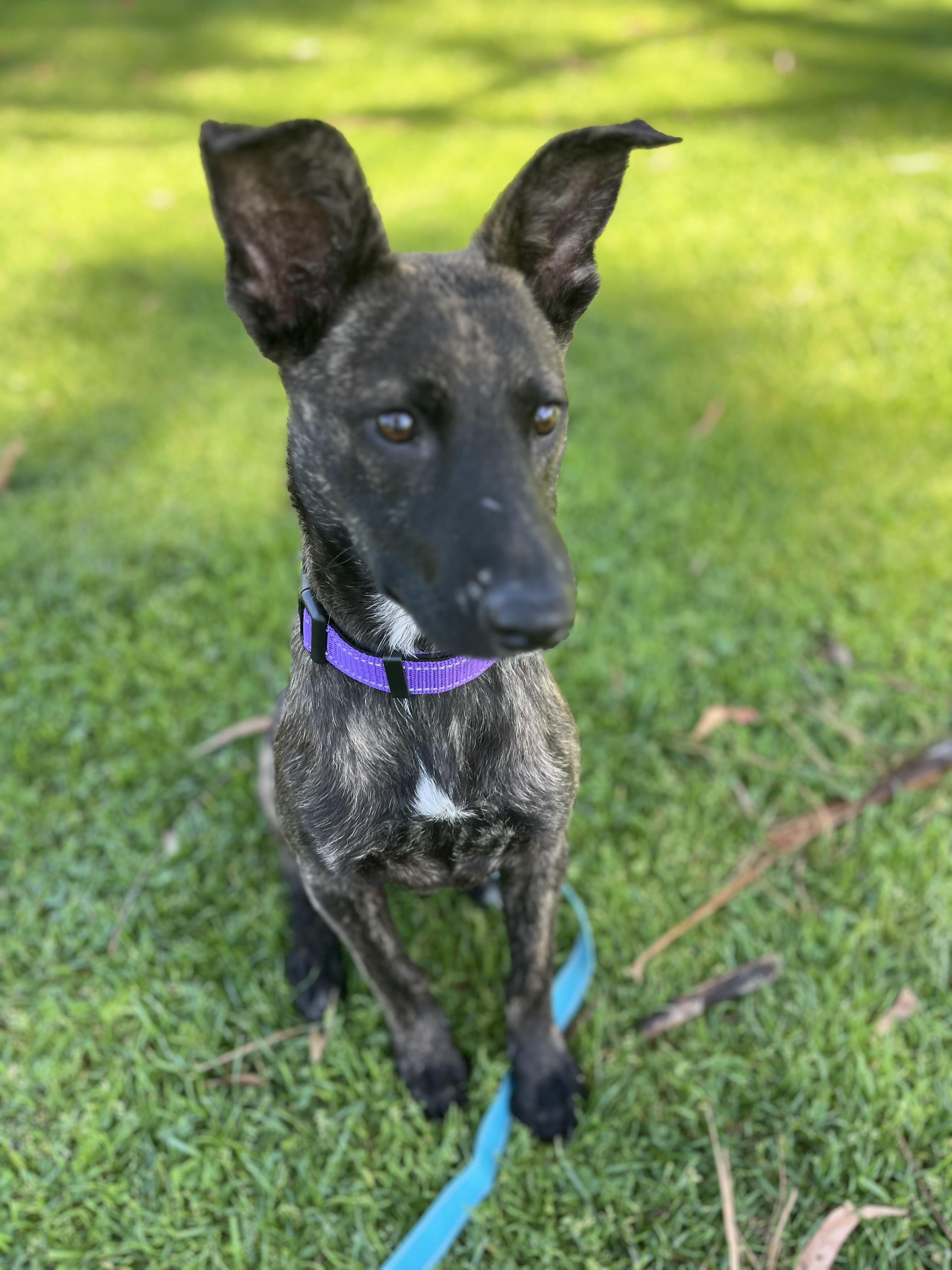 Enlarge Harper , a ADOPTABLE mixed breed in Poway, CA image 3/5