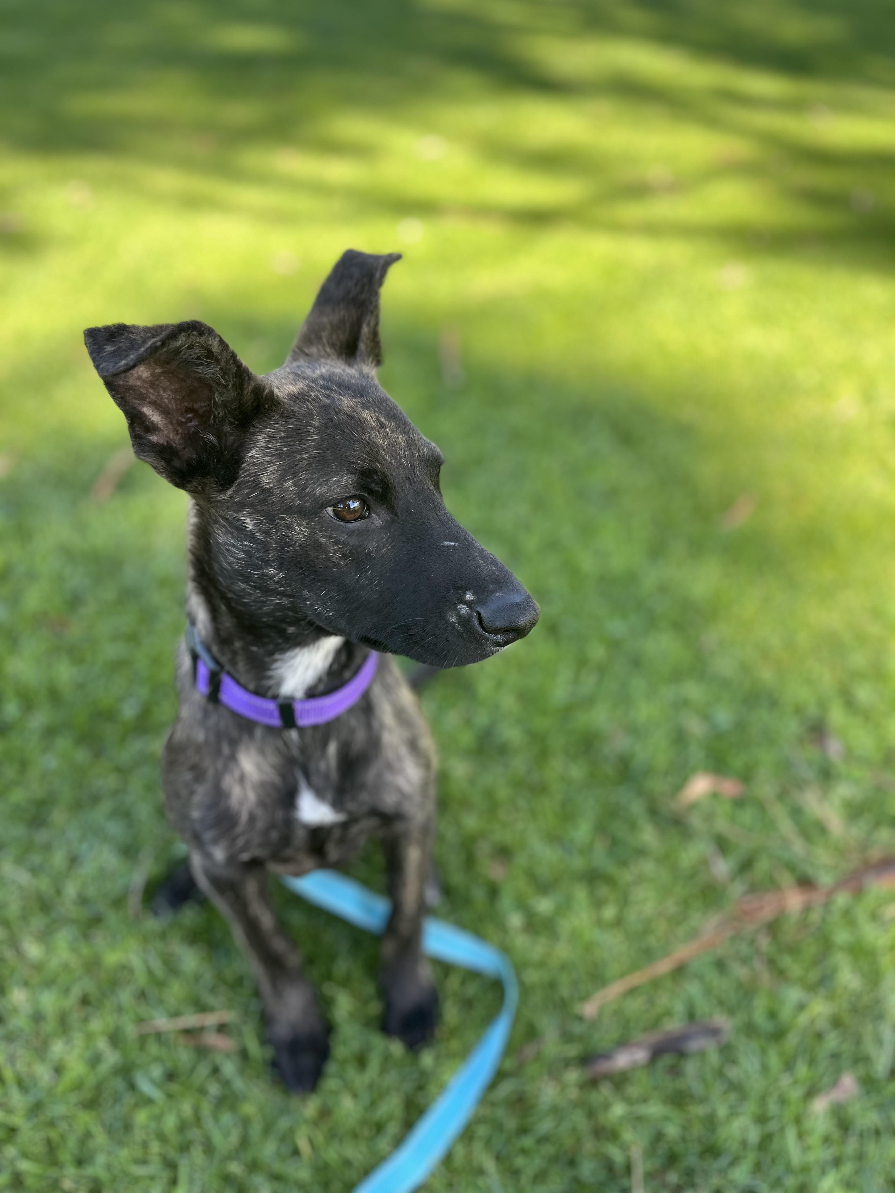 Enlarge Harper , a ADOPTABLE mixed breed in Poway, CA image 2/5