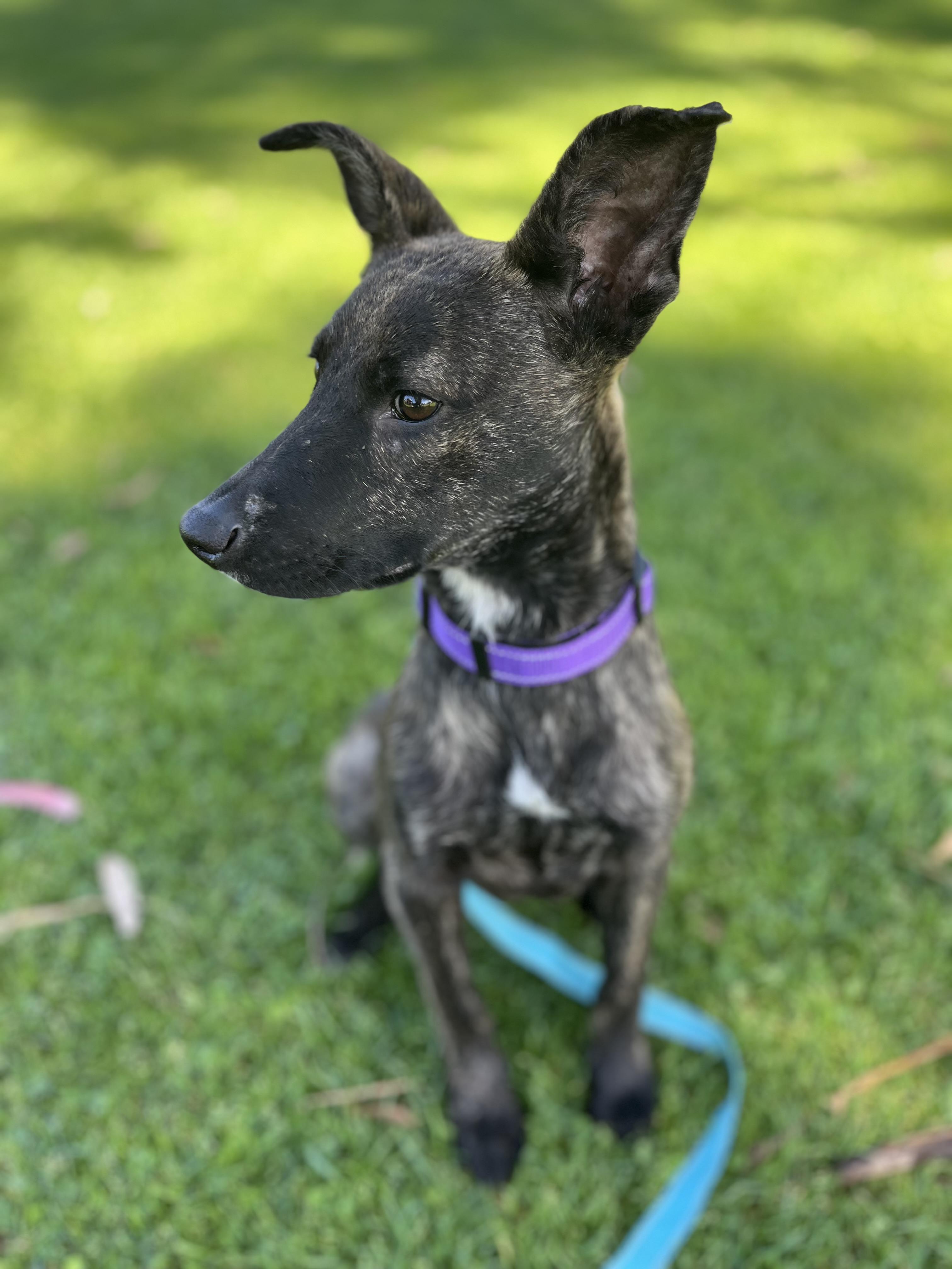 Enlarge Harper , a ADOPTABLE mixed breed in Poway, CA image 4/5