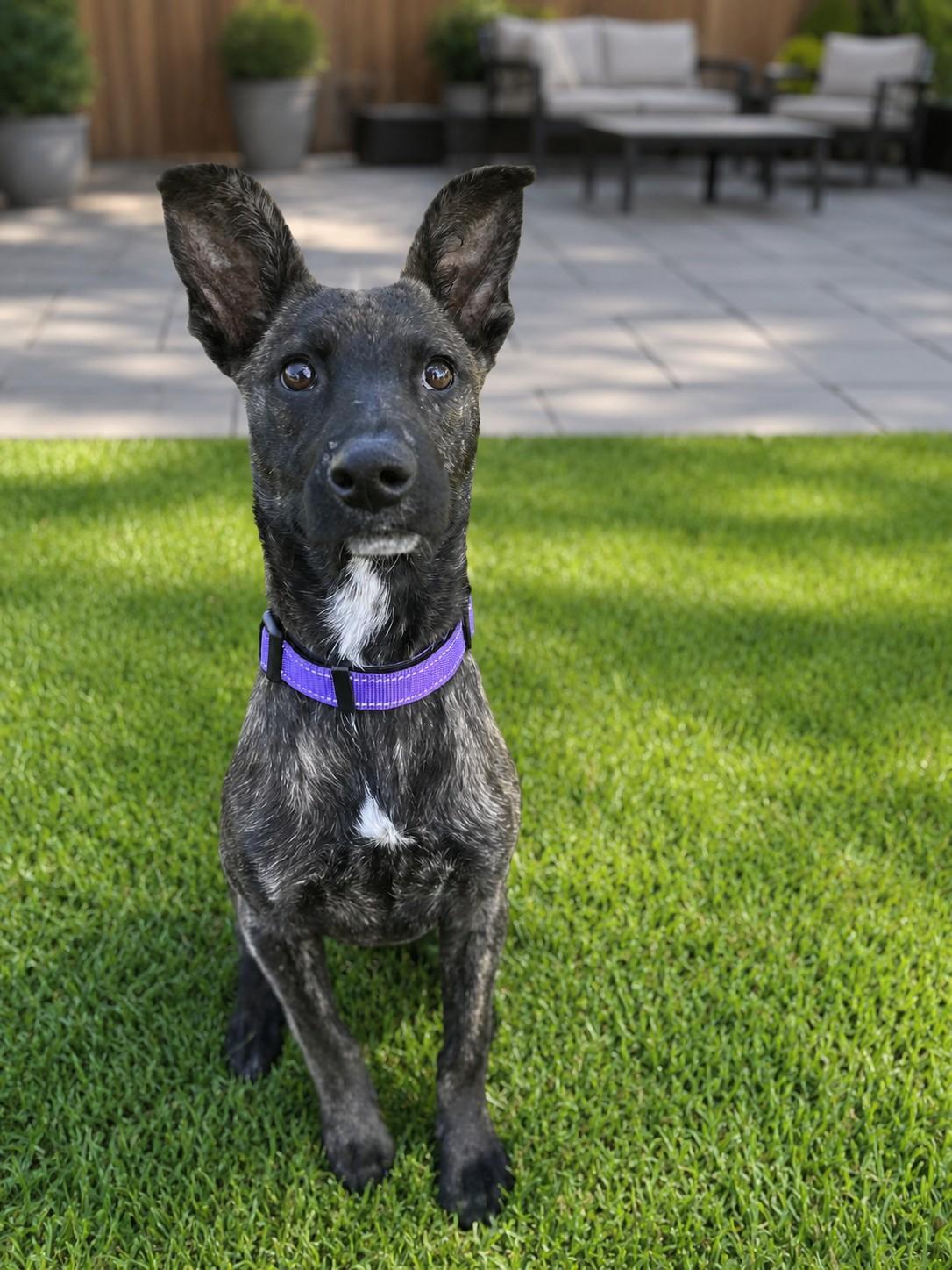 Harper , adoptable, Puppy Female Belgian Shepherd / Malinois & Shepherd.