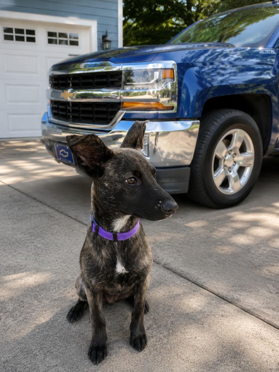 Enlarge Harper , an adoptable mixed breed in Poway, CA image 2/4