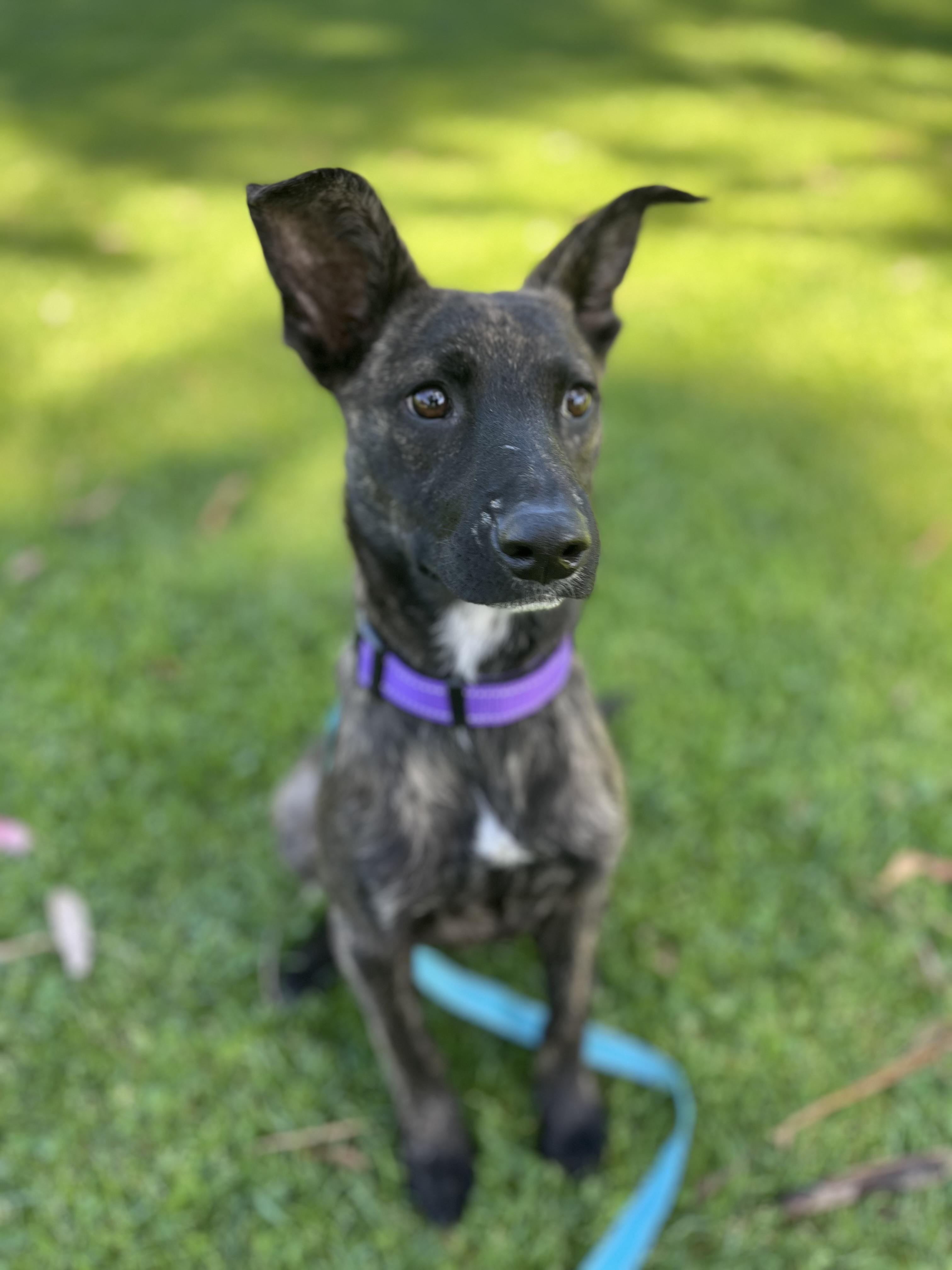 Enlarge Harper , a ADOPTABLE mixed breed in Poway, CA image 5/5