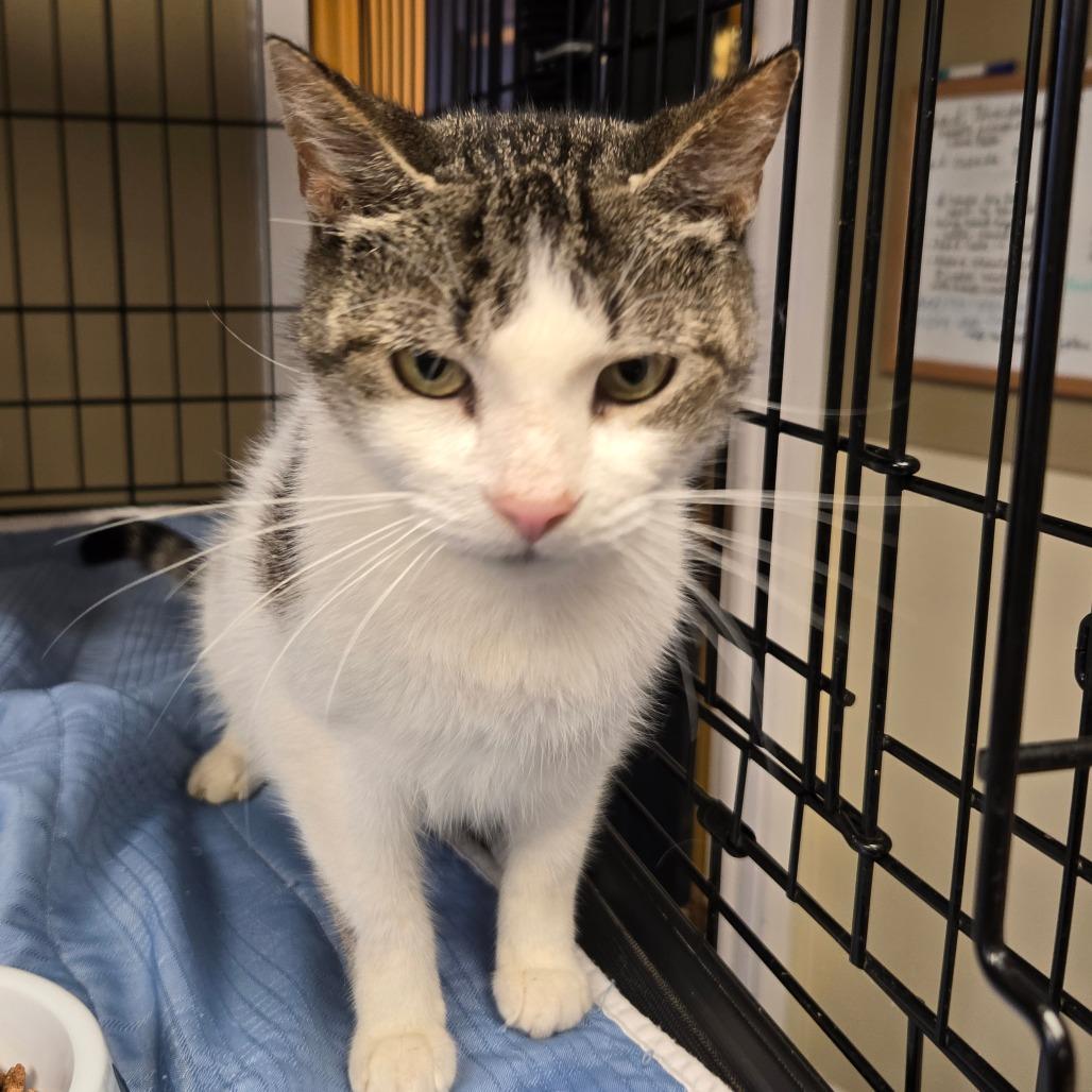 Enlarge Whimsy, a Adoptable Domestic Short Hair in Pennsville, NJ image 1/1