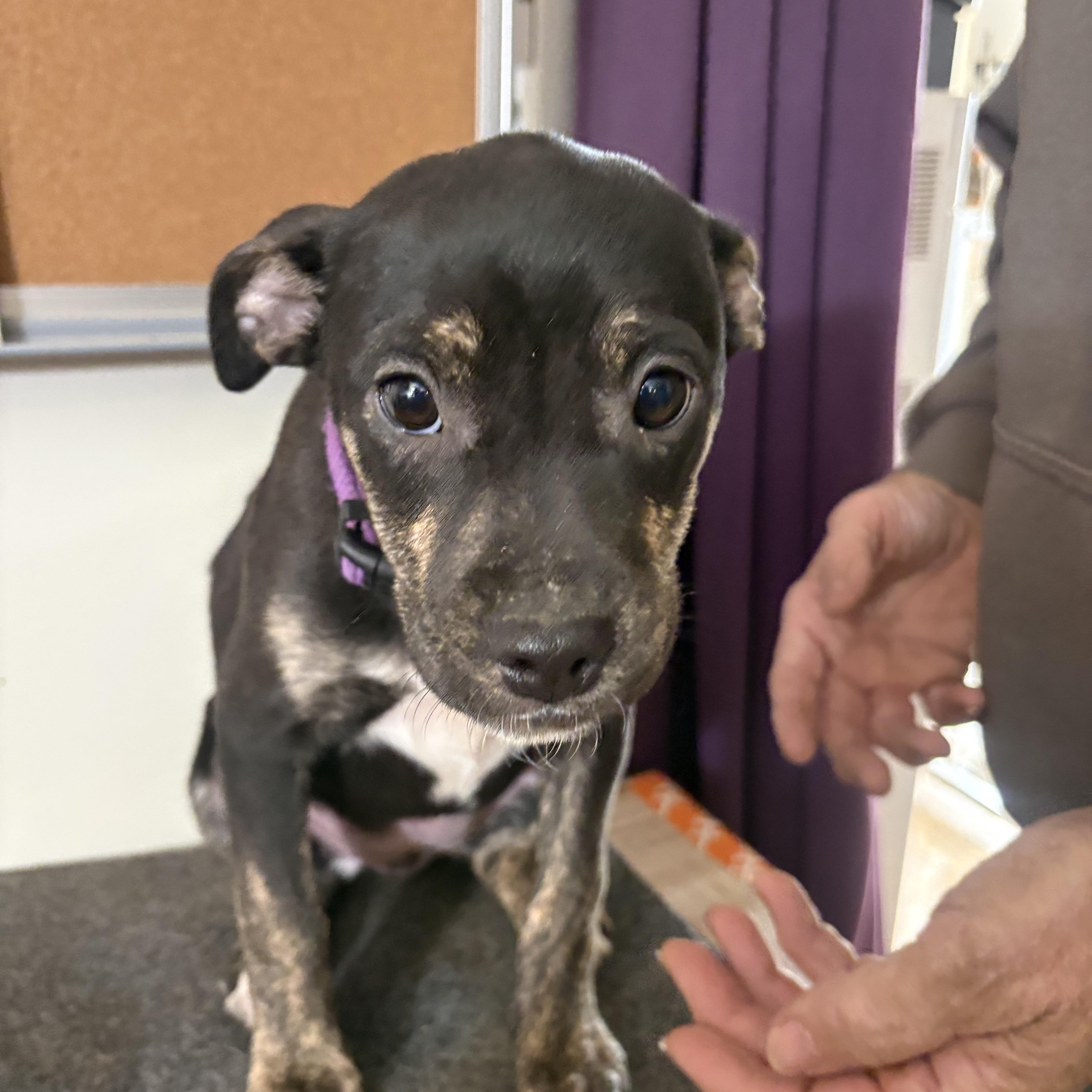 Enlarge Star, a Adoptable mixed breed in Partlow, VA image 1/1