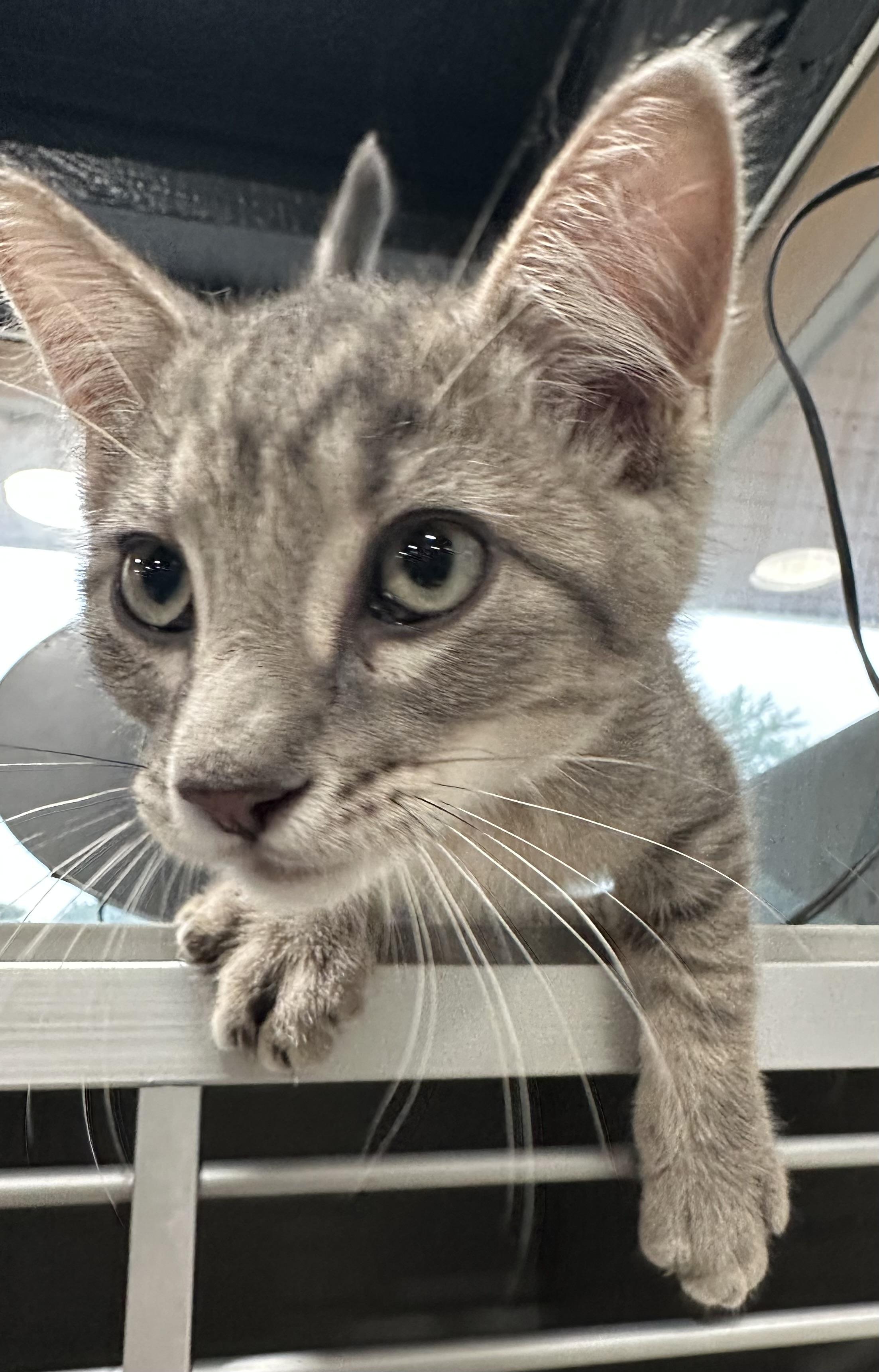 August, ADOPTABLE, Young Male Domestic Short Hair.