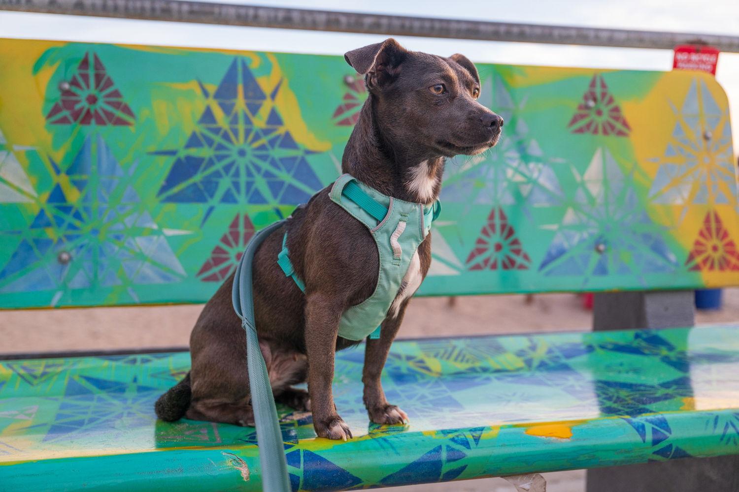 Glinda, Adoptable, Young Female Dachshund & Chihuahua.