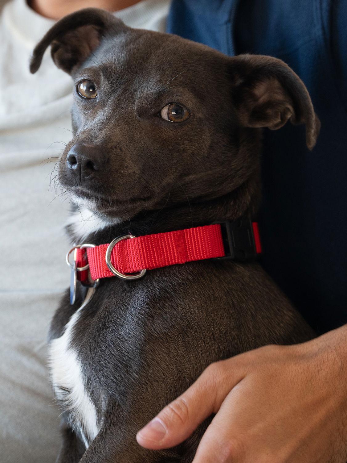 Enlarge Glinda, a Adoptable mixed breed in San Francisco, CA image 2/3