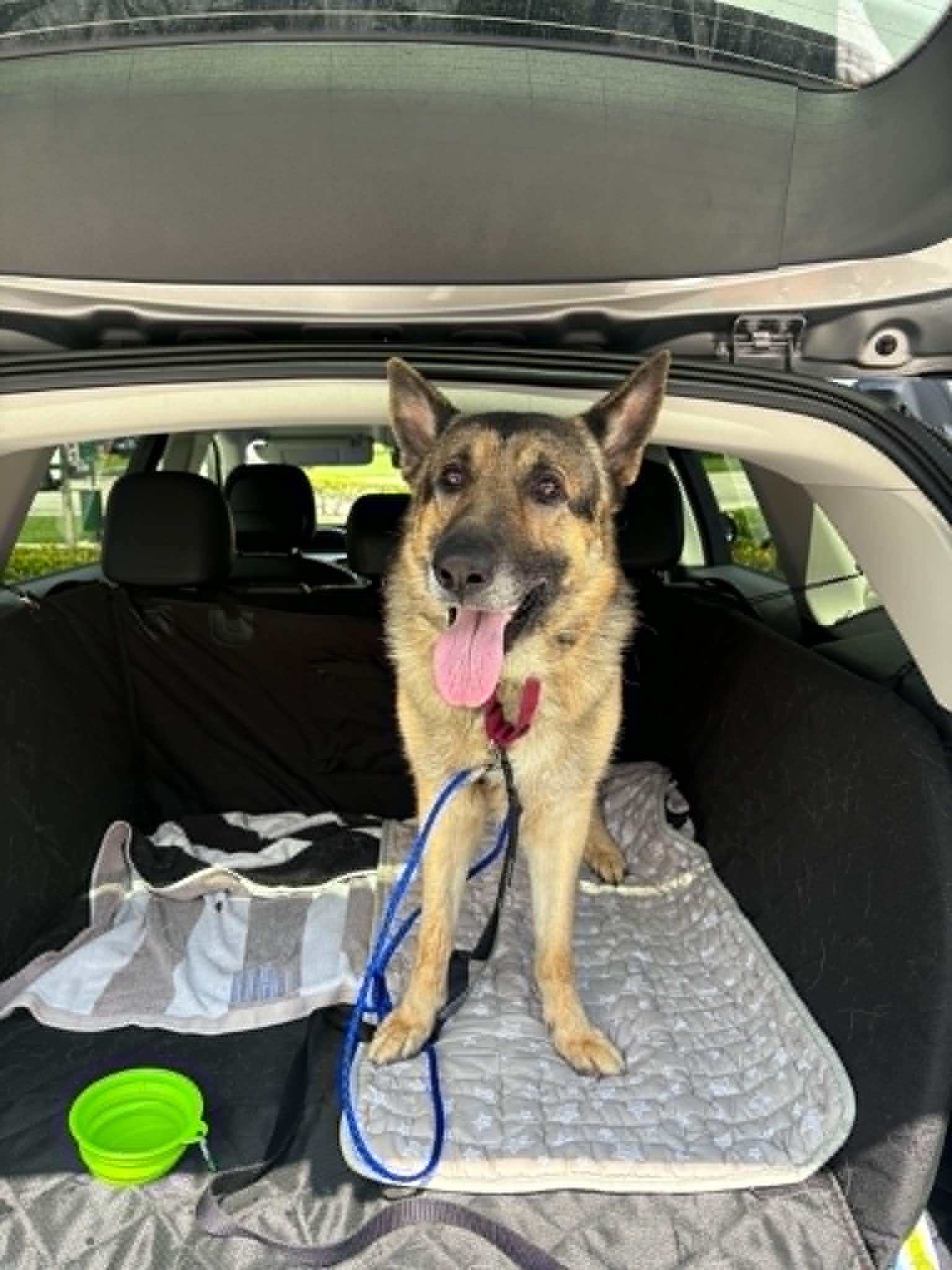 Bruno 3172, Adoptable, Adult Male German Shepherd Dog.