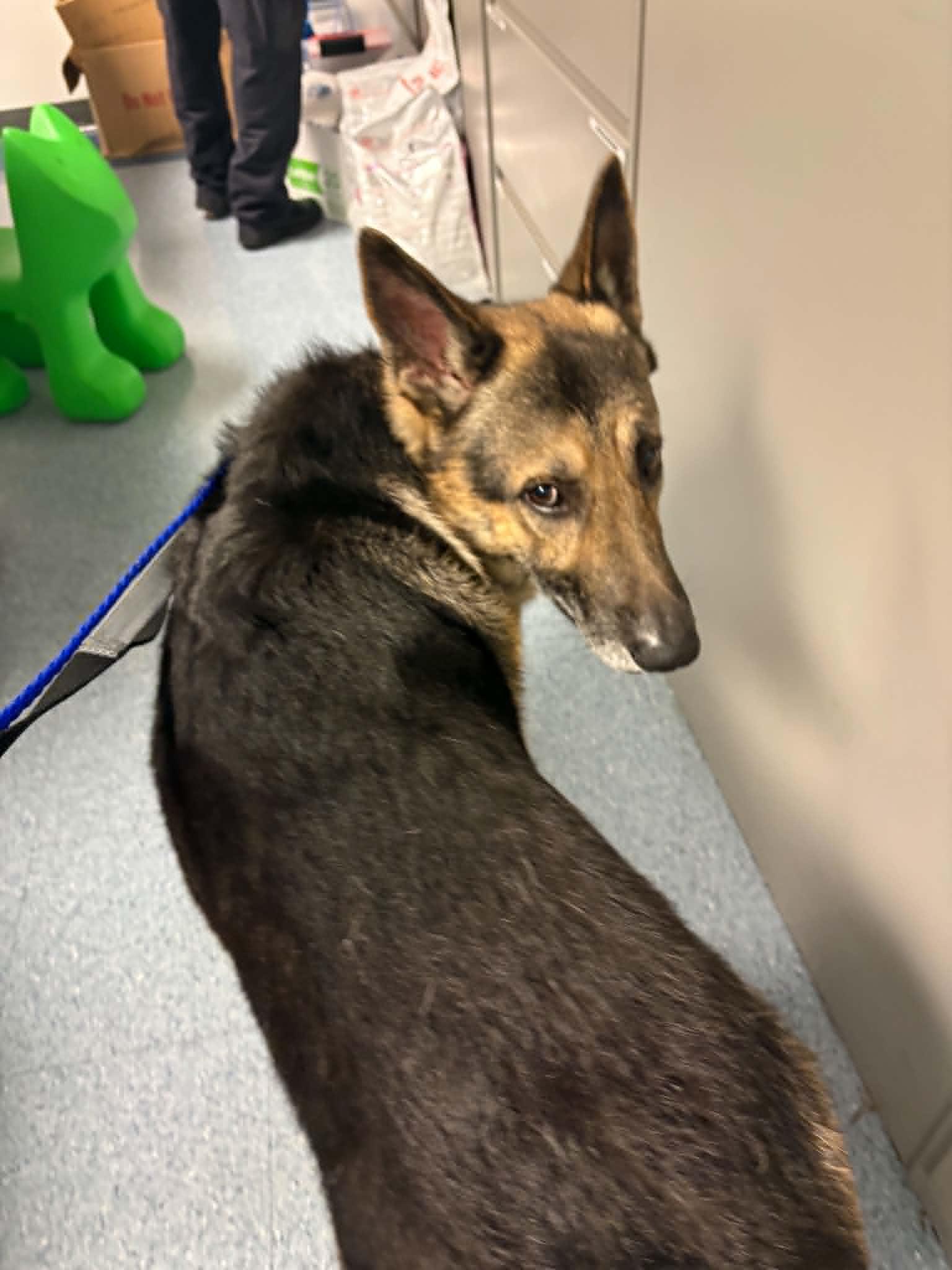 Bruno 3172, a Adoptable German Shepherd Dog in Pompano Beach, FL image 2/3