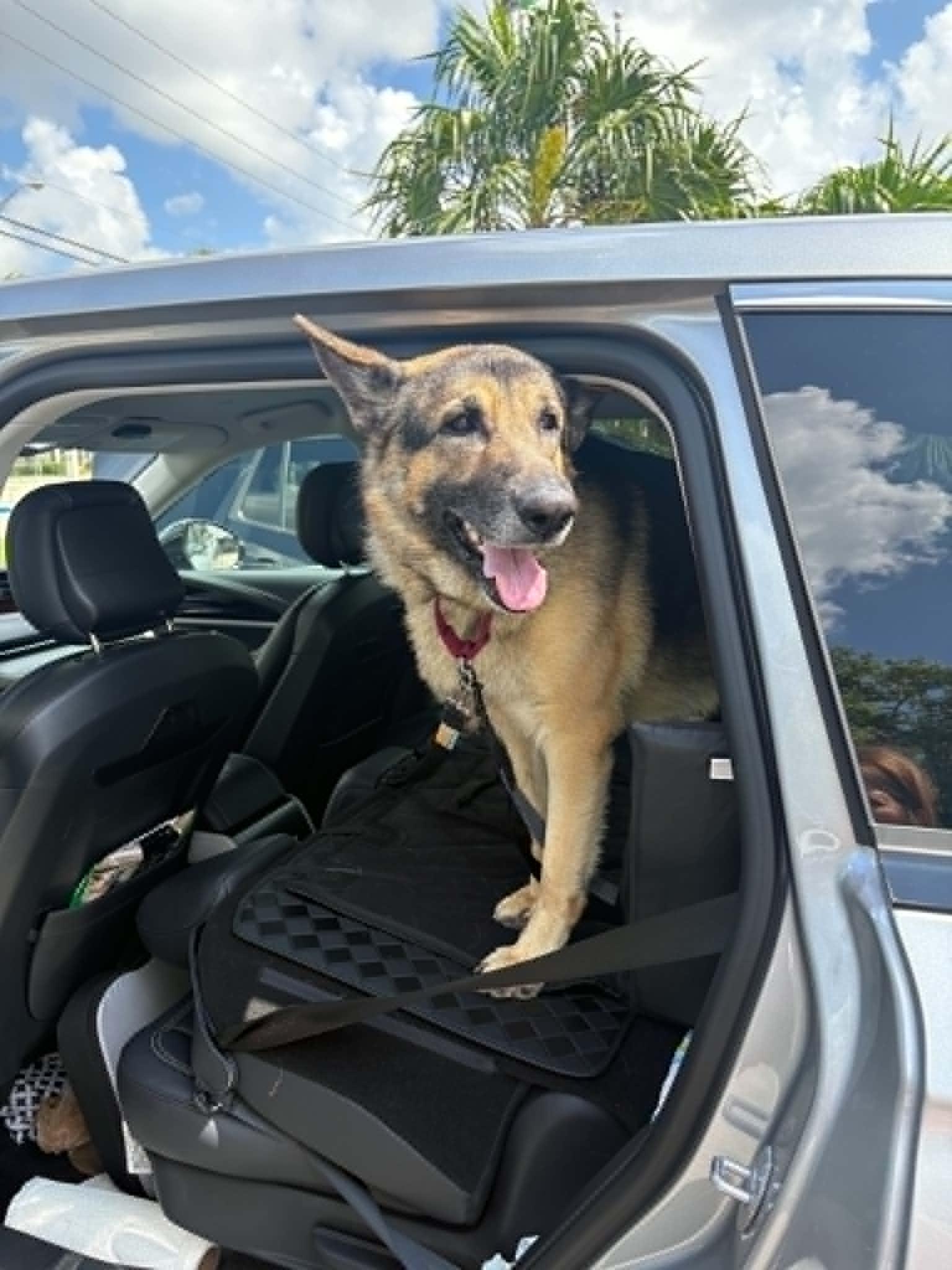 Bruno 3172, a Adoptable German Shepherd Dog in Pompano Beach, FL image 3/3